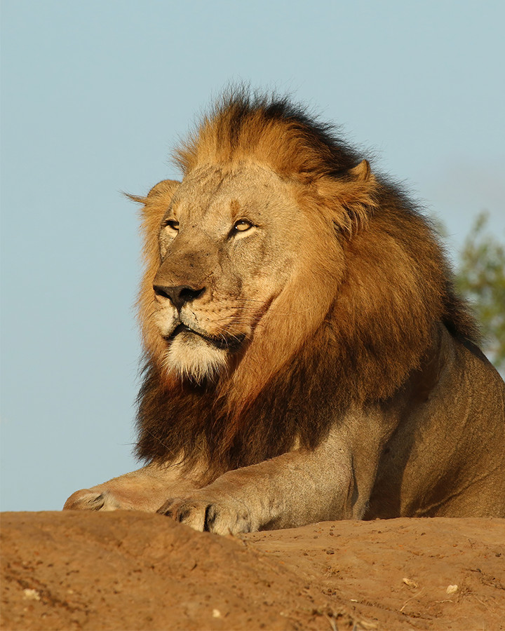 Male Lion 8″x10″ Photograph Print 8×10