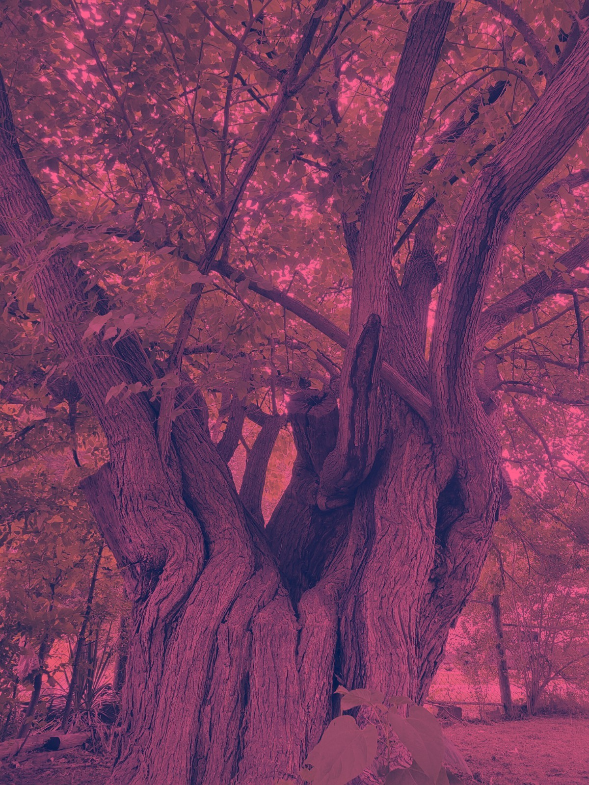 Old Creepy Tree Digital Art Spooky Red Tint Digital Link Wallpaper