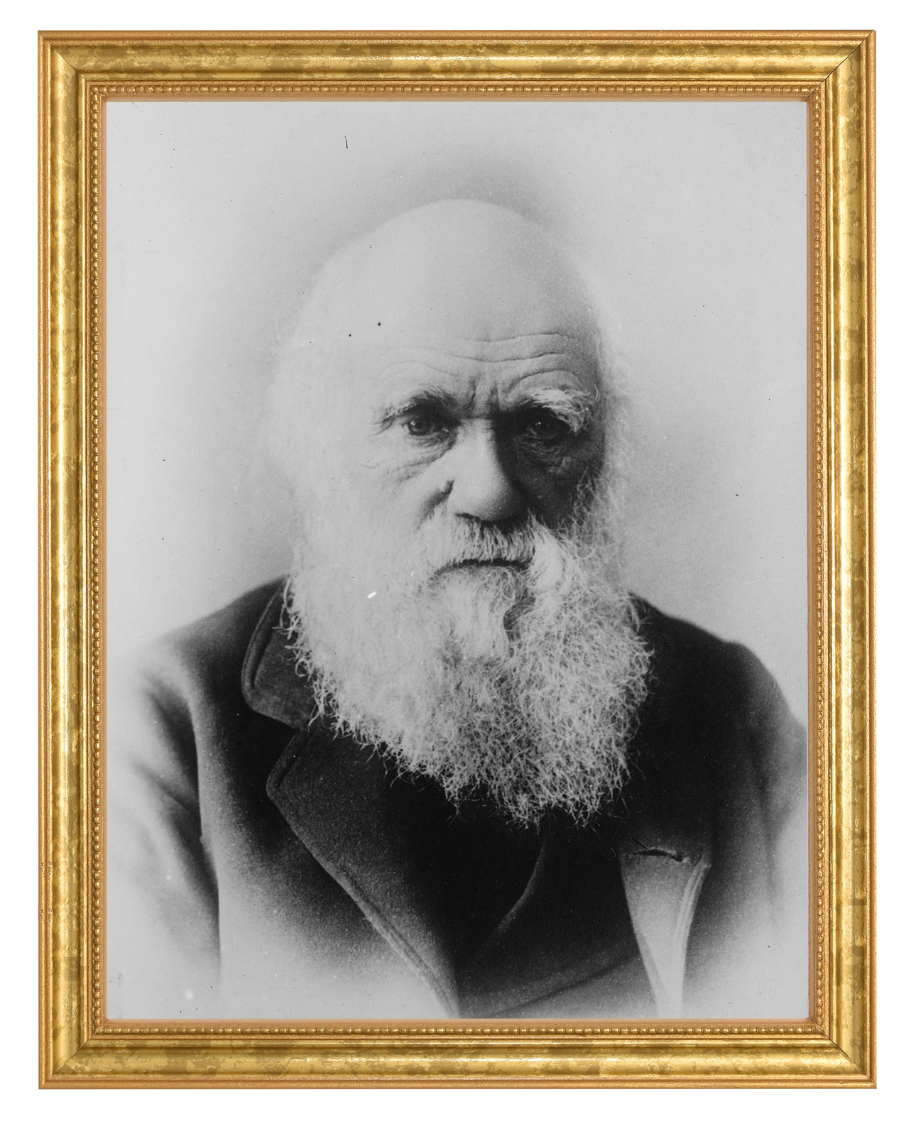 Charles Darwin Photograph in a Aged Gold Frame