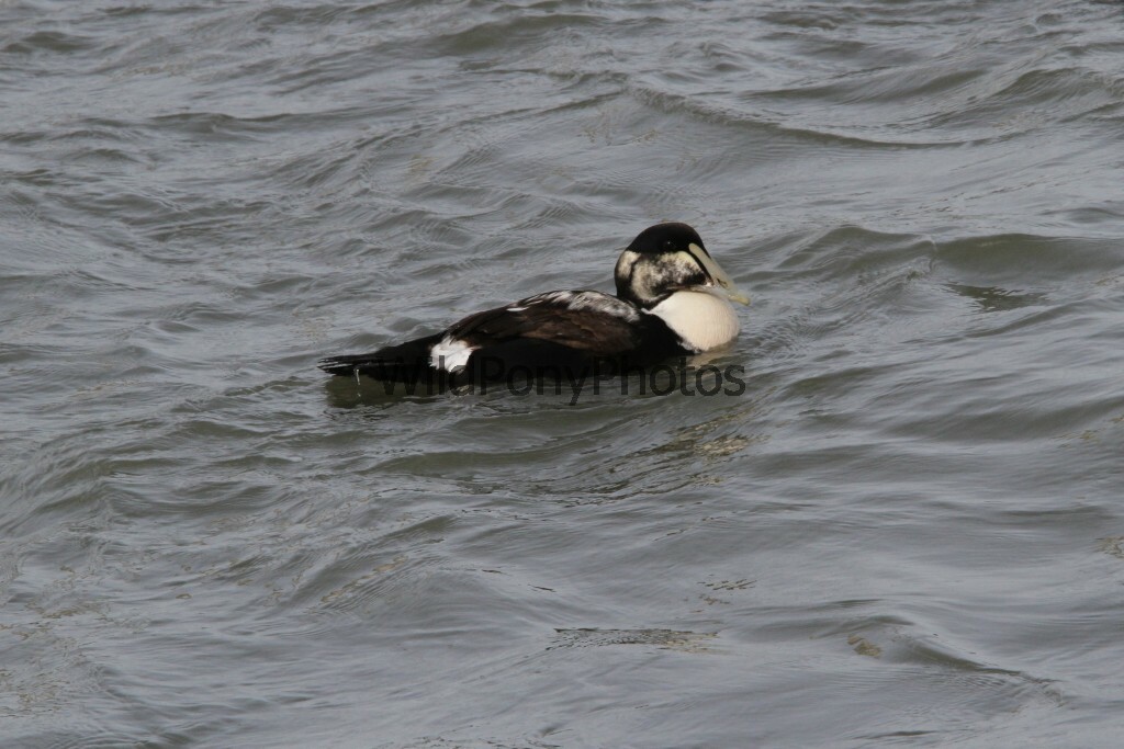 Eider, Pick One Image – Various Sizes