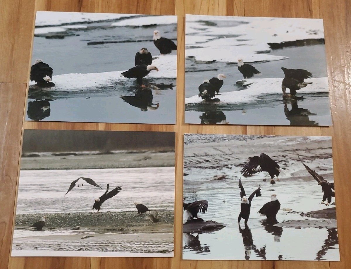 American Bald Eagle Print Pictures Lot of 4 Convocation of Eagles Preserve 8×10