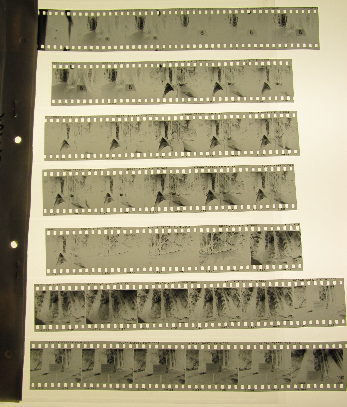 World’s Tallest Tree USA 1981 Wilfried Bauer Photographer 7 x Negative Stripes