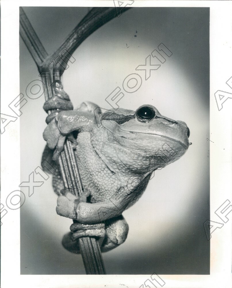1962 Chicago lL Natural Historical Museum Photography Exhibition Press Photo