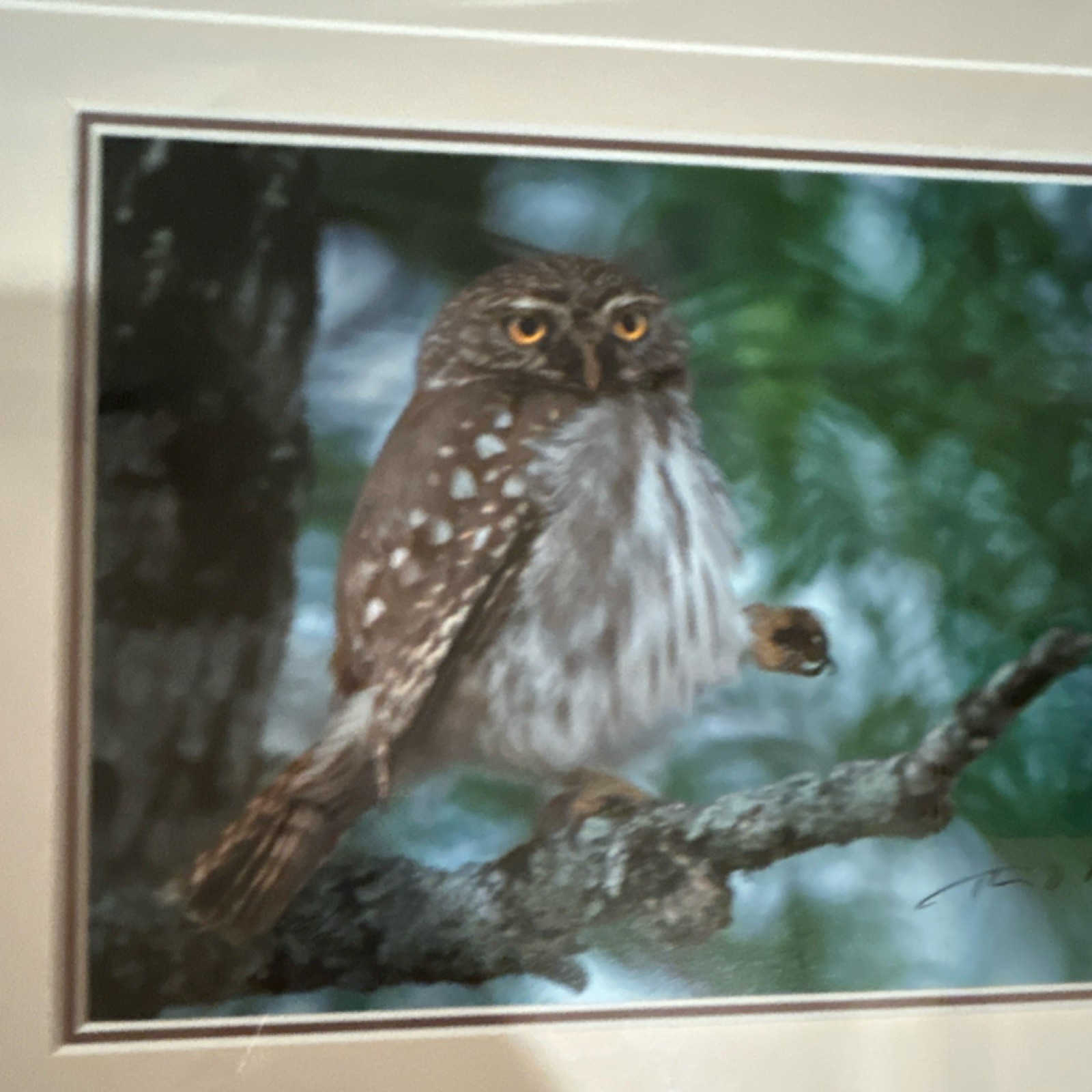 Thomas Mangelsen “Owl” signed numbered framed color photo