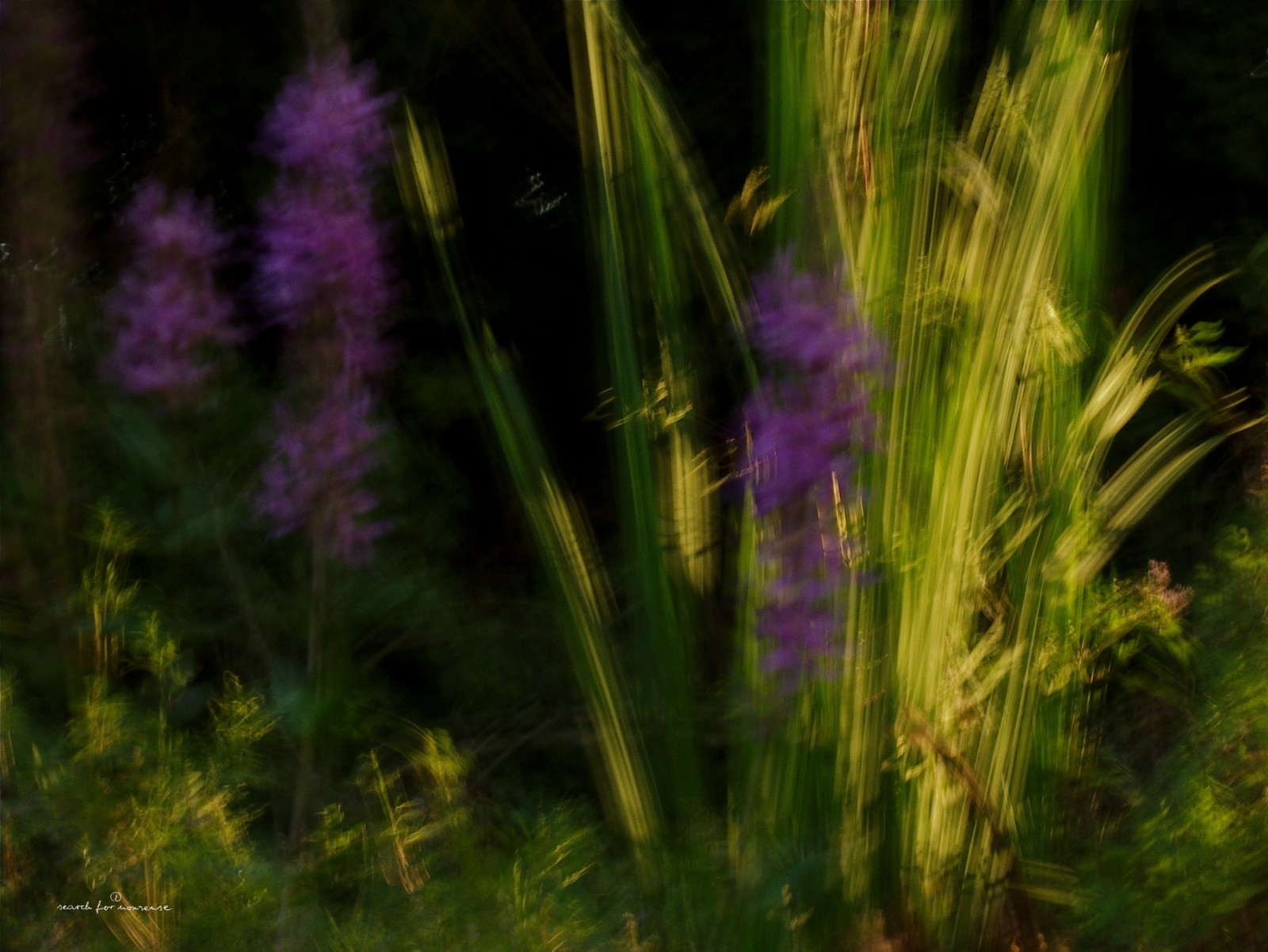 Digital photo, BREEZE, horizontal+vertical