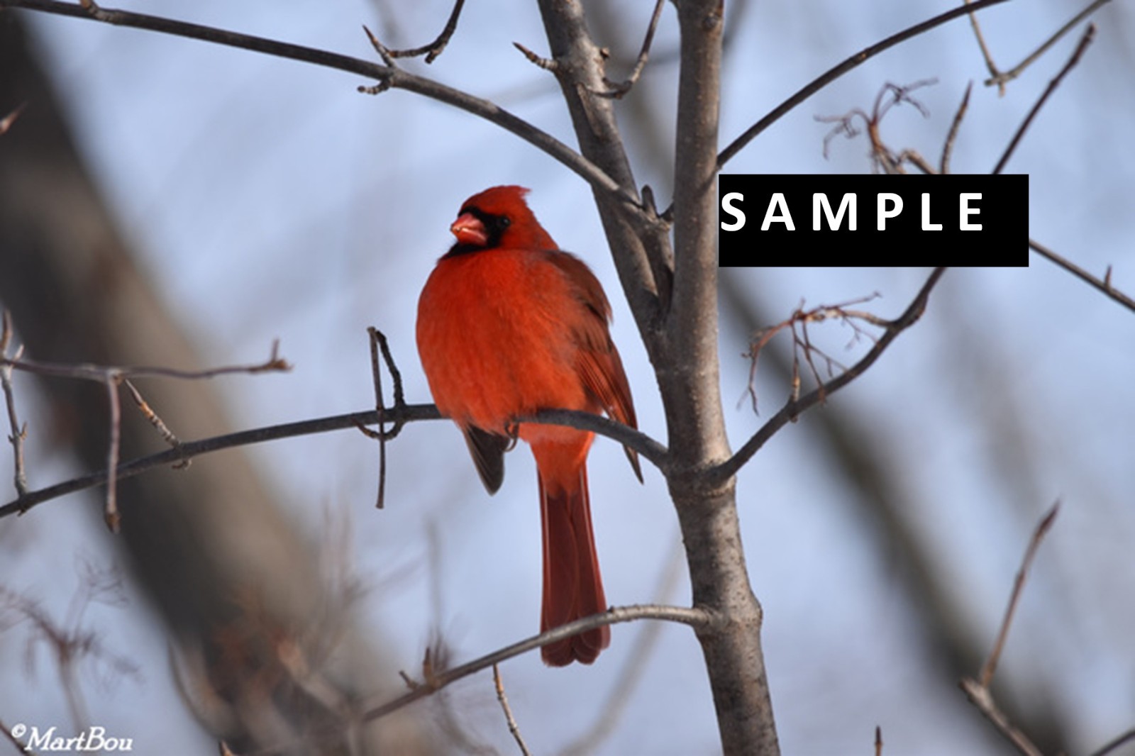 NATURE PICTURE CANADA PRETTY NATURAL PHOTO BIRD CARDINAL RED TREE virtual jpeg