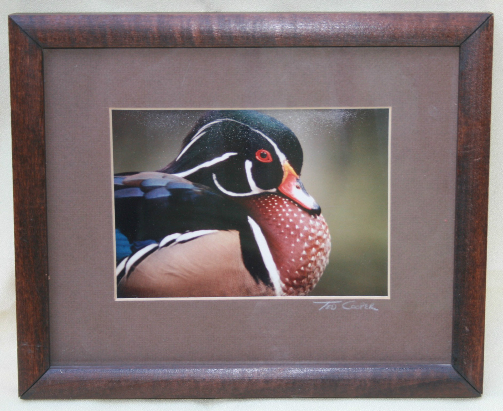 Ted Cooper Original Framed Photograph Duck Waterfowl Signed Color Water Fowl