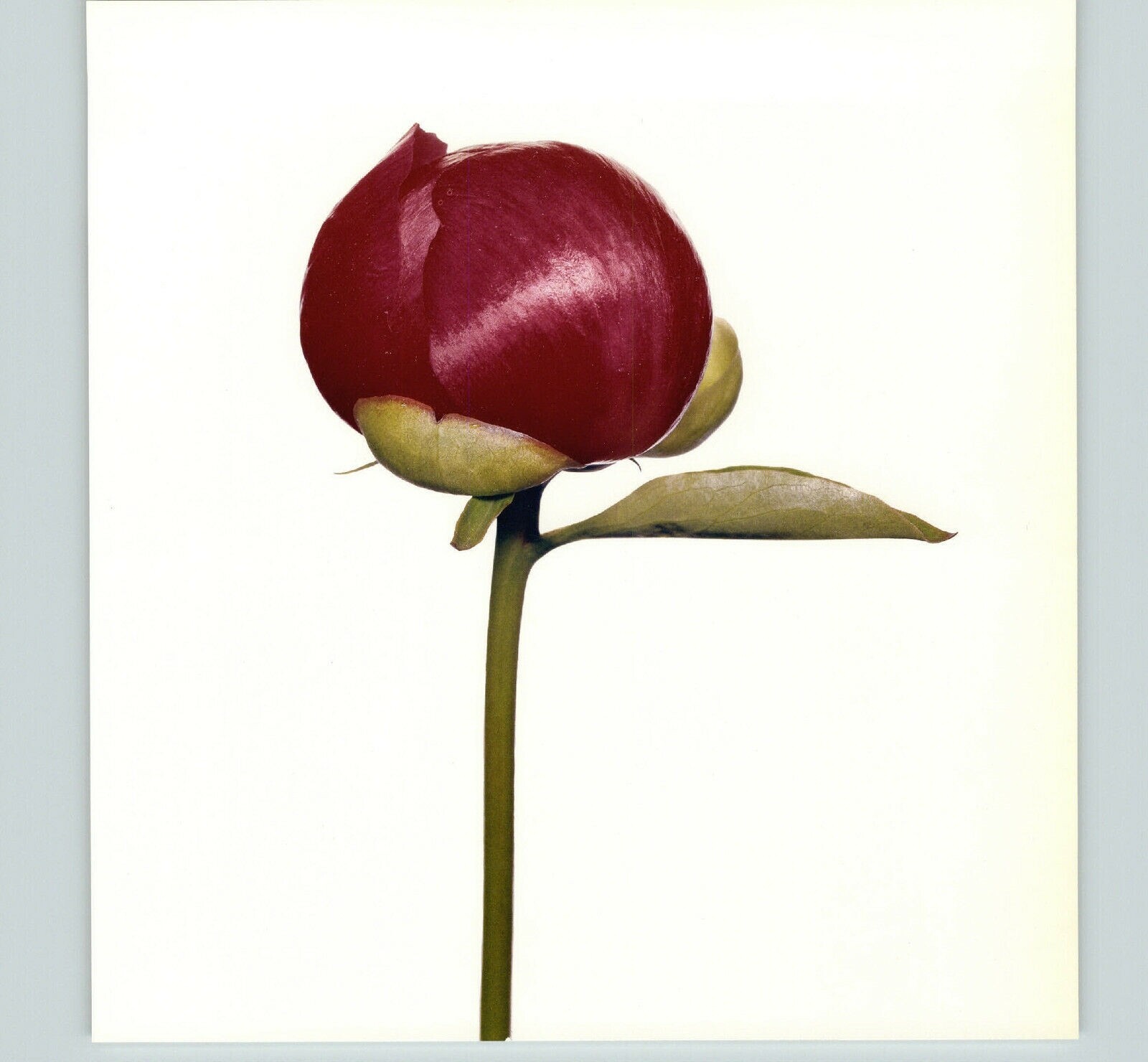 1980 Irving Penn ORIGINAL Hari-Ai-Nin Peony Bud Flower Art Photo 11″ X 14″