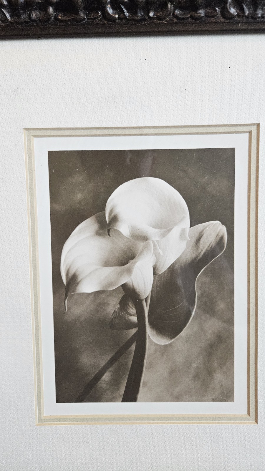 Sondra Wampler “Lily in Pose” Sepia Floral Photo Print Matted Professional Frame