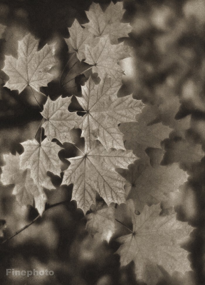 1948/56 Vintage JOSEF SUDEK Maple Tree Leaves Nature Original Photo Gravure