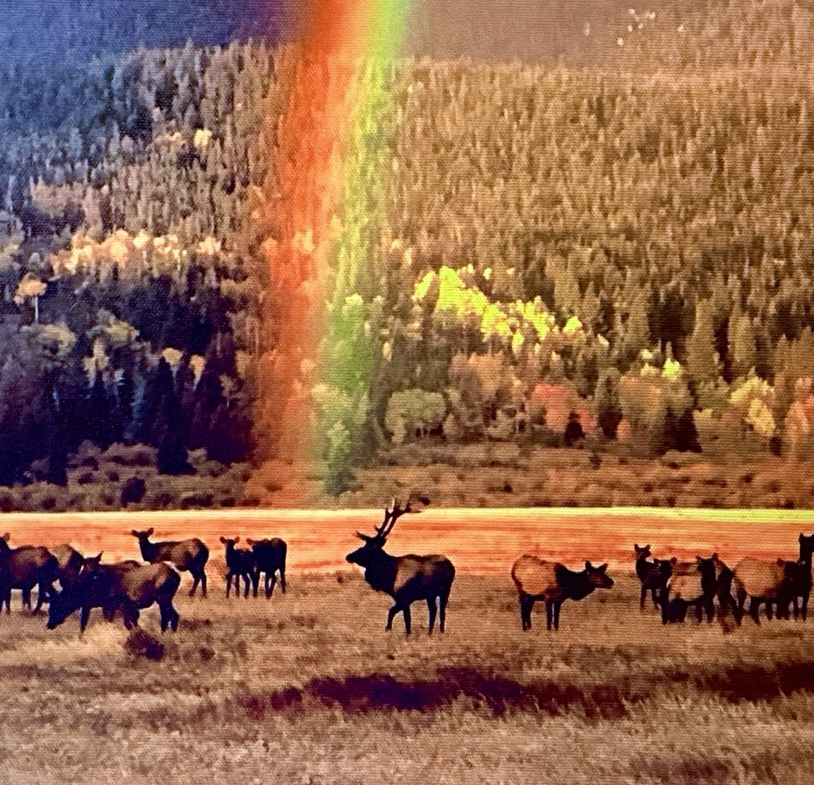RMNP Rainbow Bull Elk & Harem The Sheep Lakes 14×20 Hardwood Float Framed Canvas