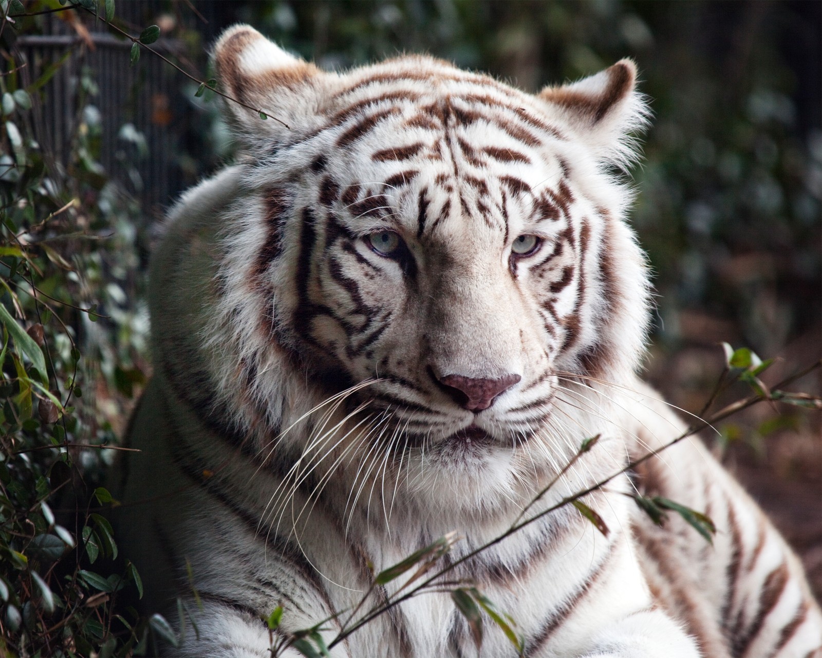 White Bengal Tiger 8″x10″ Photograph Print 8×10