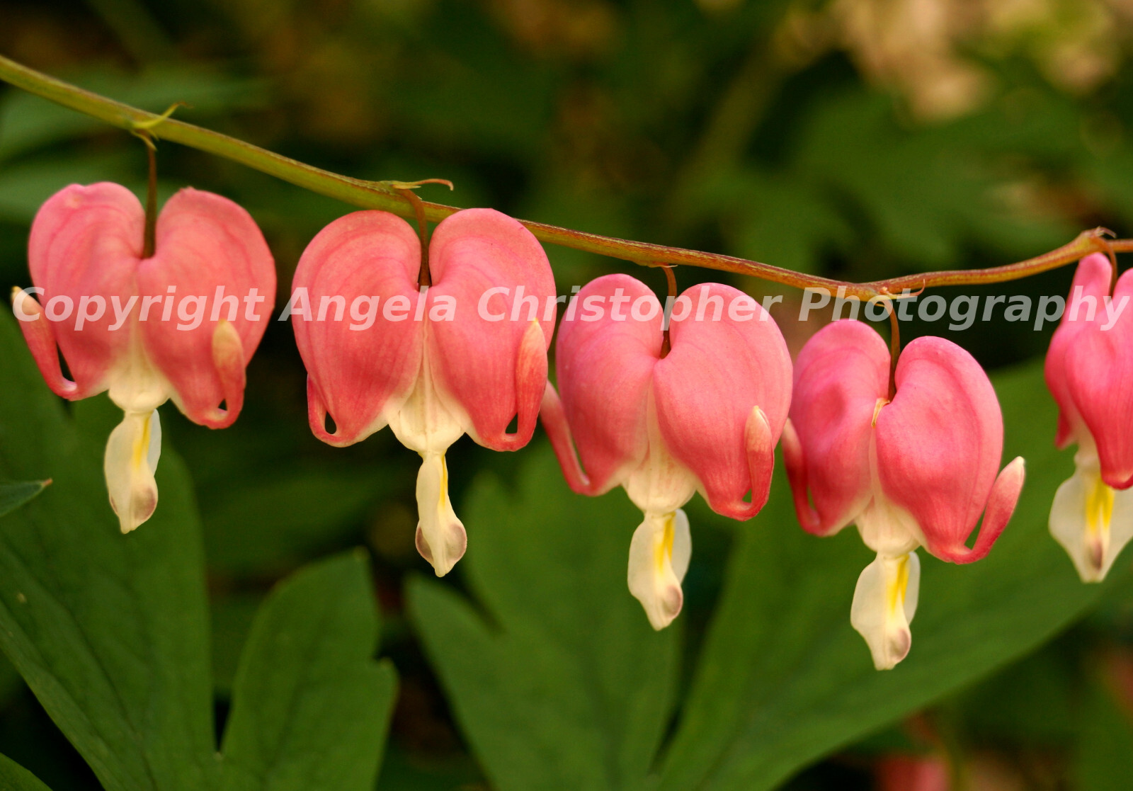 Original ACEO 2.5×3.5 in. photo fine art print BLEEDING HEARTS GROUP pink flower