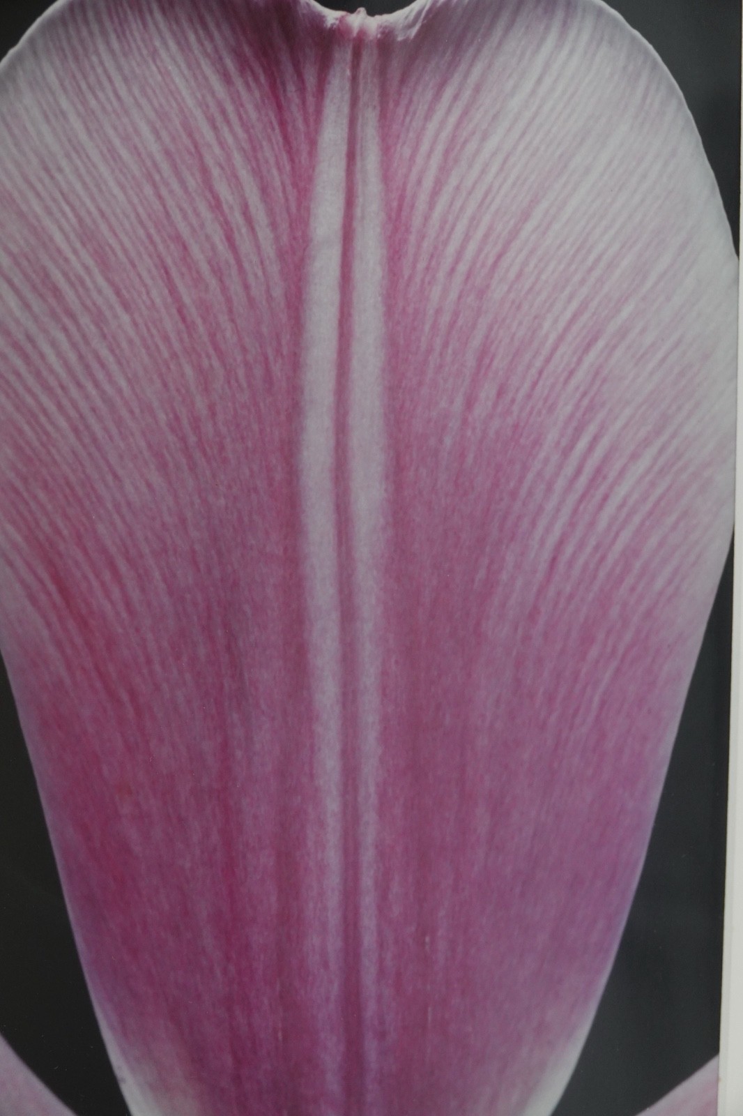 ARTIST PHOTOGRAPHER SIGNED AMALIA ELENA VERALLI PHOTO BOTANICAL TULIP PETAL 2002