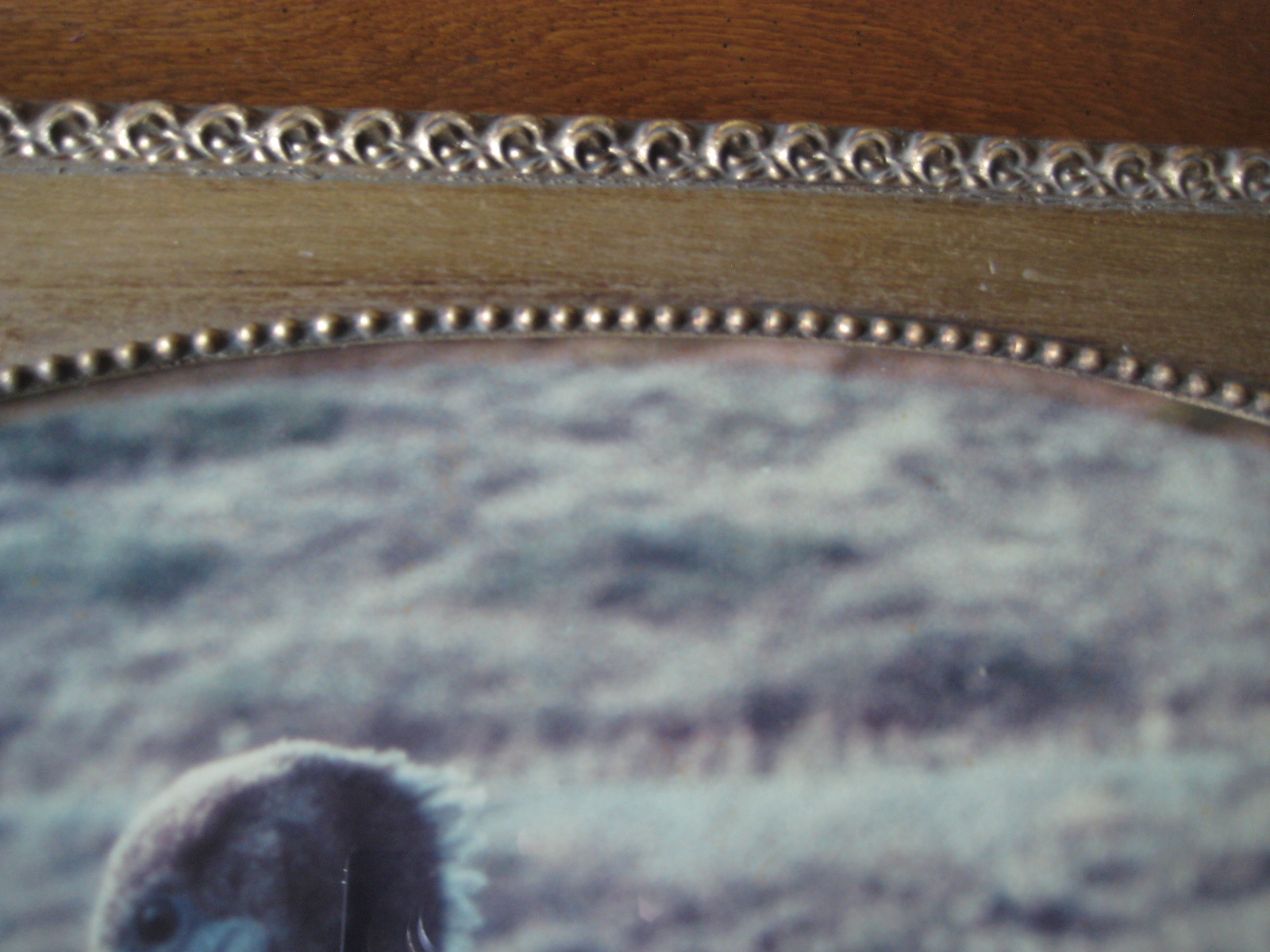 ANTIQUE PELICAN PHOTOGRAPH W/BEAUTIFUL GOLD WOODEN FRAME, 23.5″ X 17.5″-IMAGE