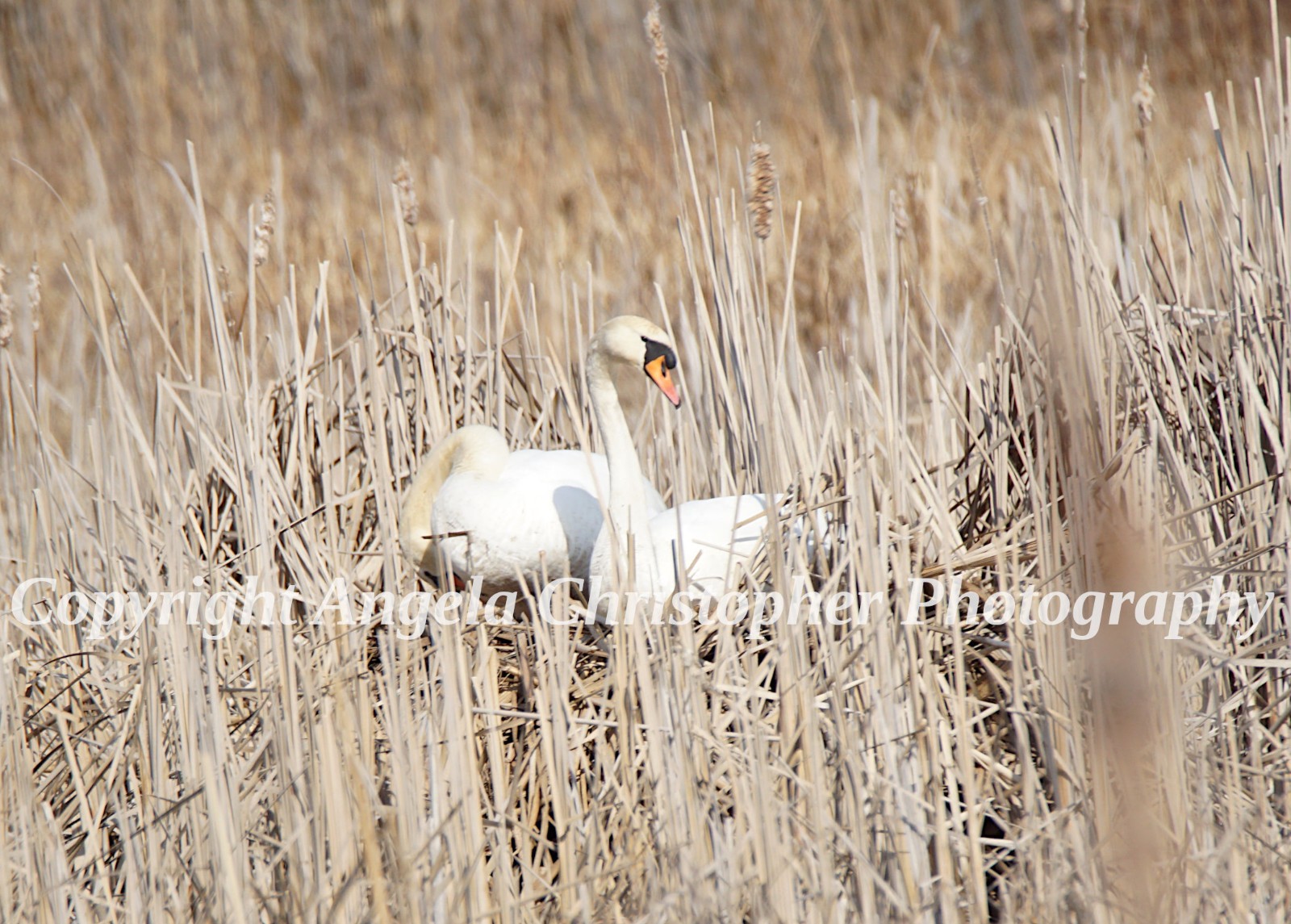 Original ACEO photo fine art print 2.5 x 3.5 inches SWANS ON NEST birds white