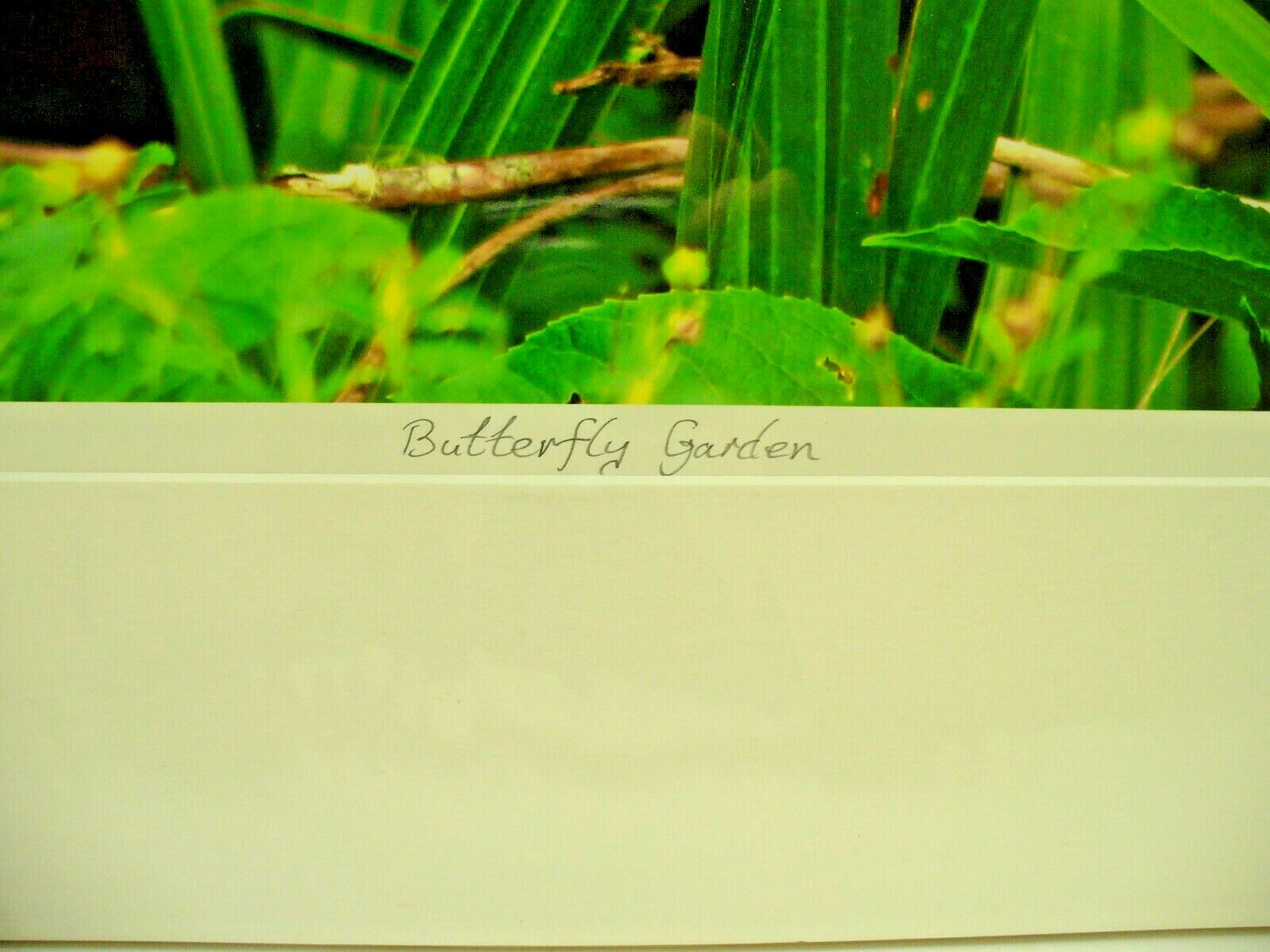 MATTED PHOTOGRAPHY Butterfly Garden in Paynes Prairie By Dom Martino 20x16in