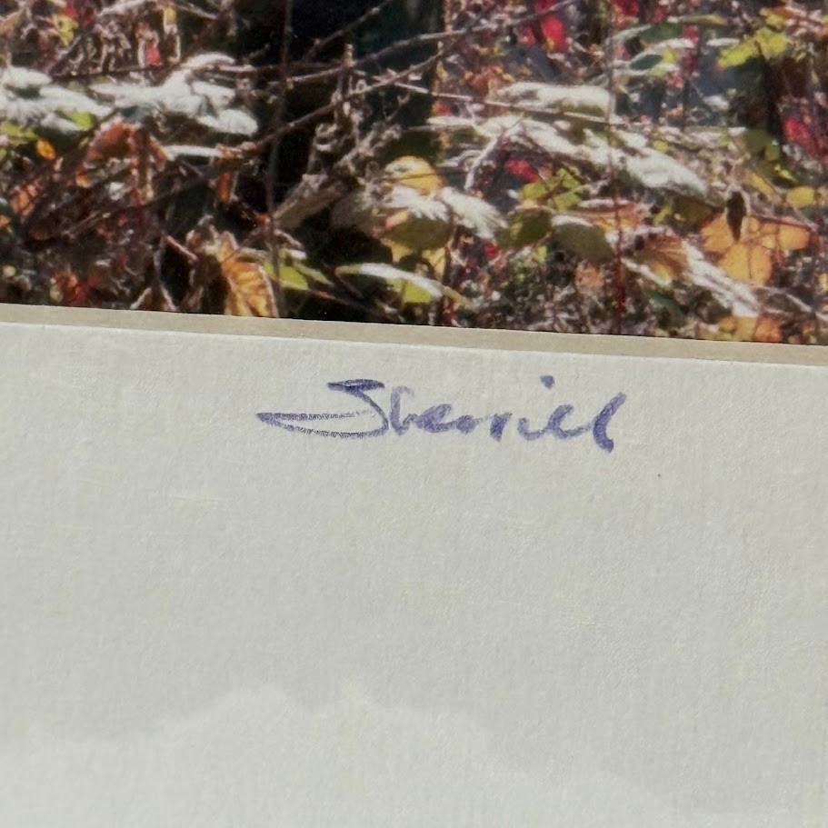 Signed Sherrill Photo Fall Color Aspen Trees – CHOOSE MAT COLOR – Rooster Rock
