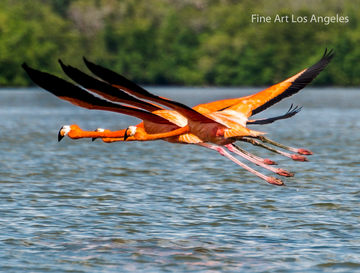 Neil Reichline Photo, Three Flamingos in Flight, Cienfuegos Province, Cuba