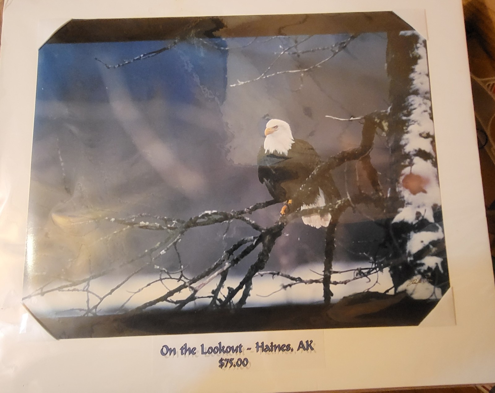 L@@k!!! BALD EAGLE PICTURE “On The Lookout” WILDLIFE 20″ Wide X 16″ Tall
