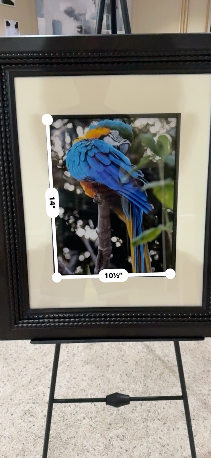 Photography Of Macaw At Grand Cayman Island. Shot With Fujifilm X-T5.