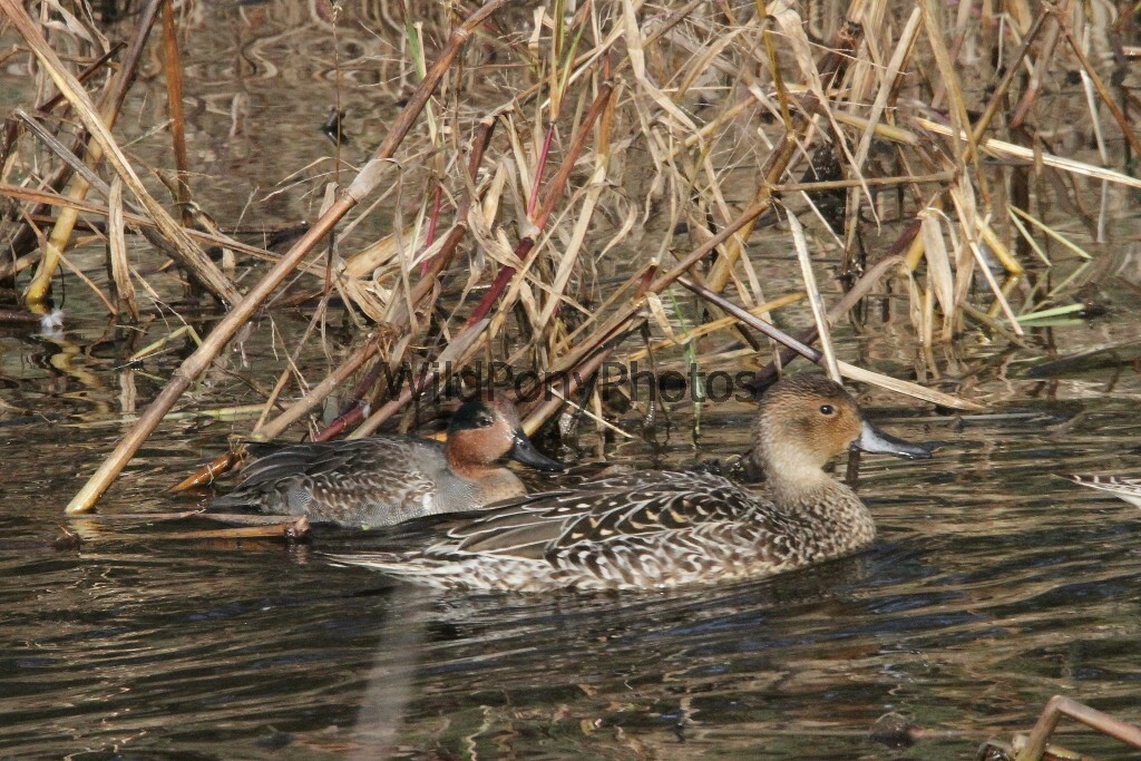 Pintails Photo 1, Pick One Image – Various Sizes