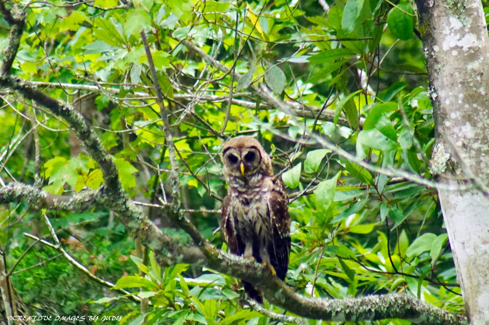 “Posing Just For You” Barred Owl Wall Art