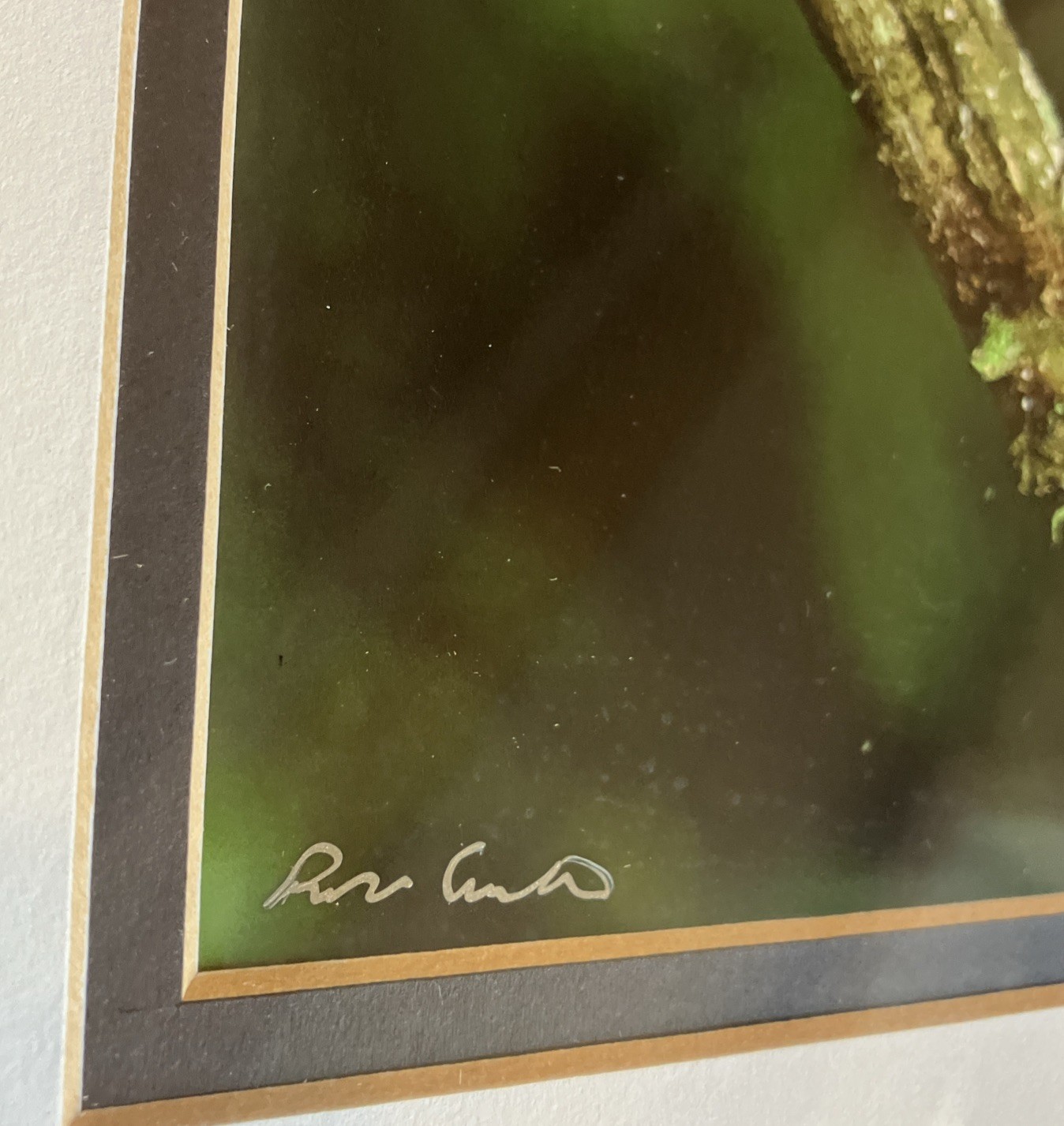 Framed/ Matted Photographs Painted Buntings Signed 20 X 10 Inches