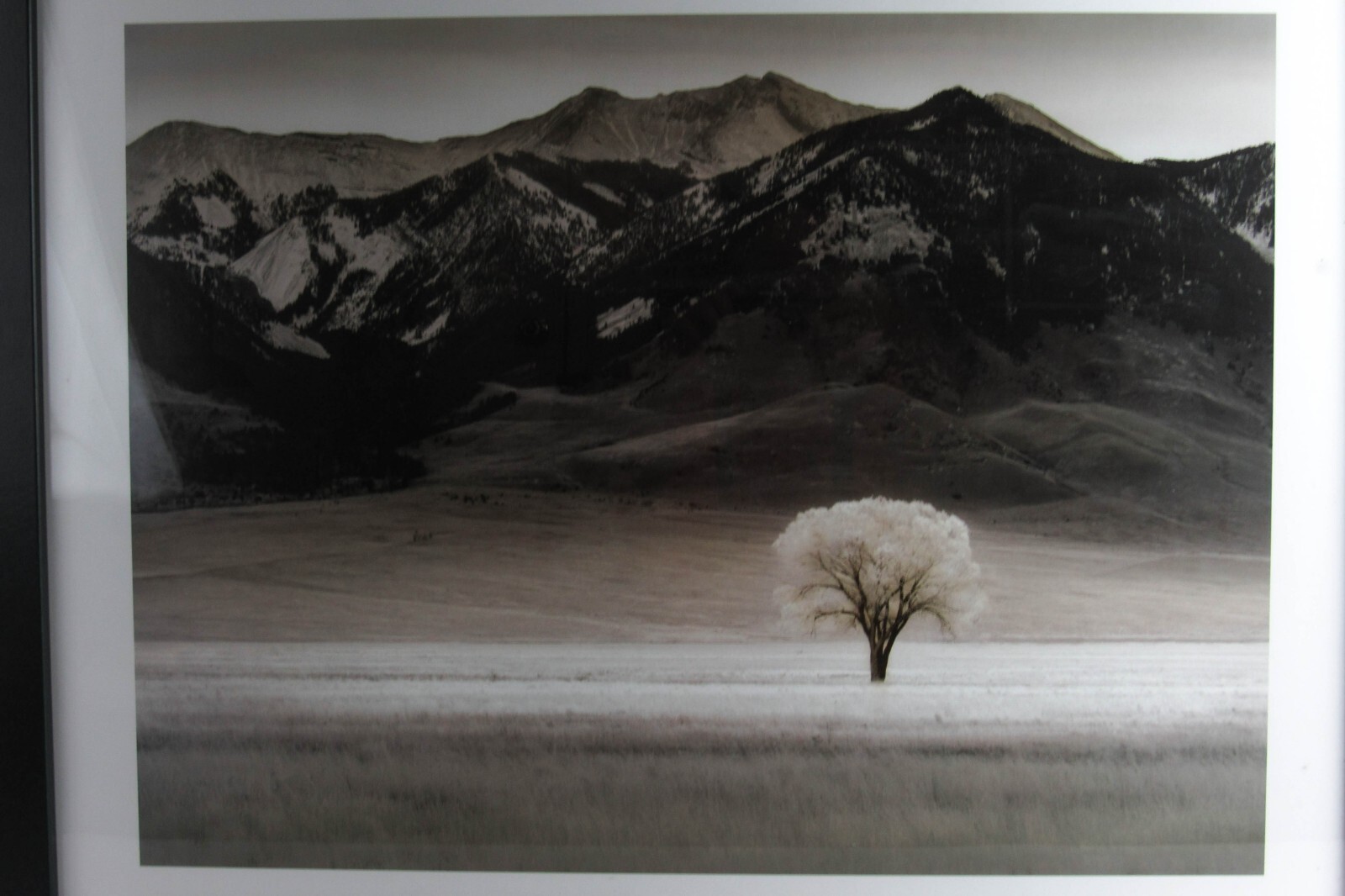 Framed Photograph Print With Glass “LONE TREE IV” by Dennis Frates 36×28”