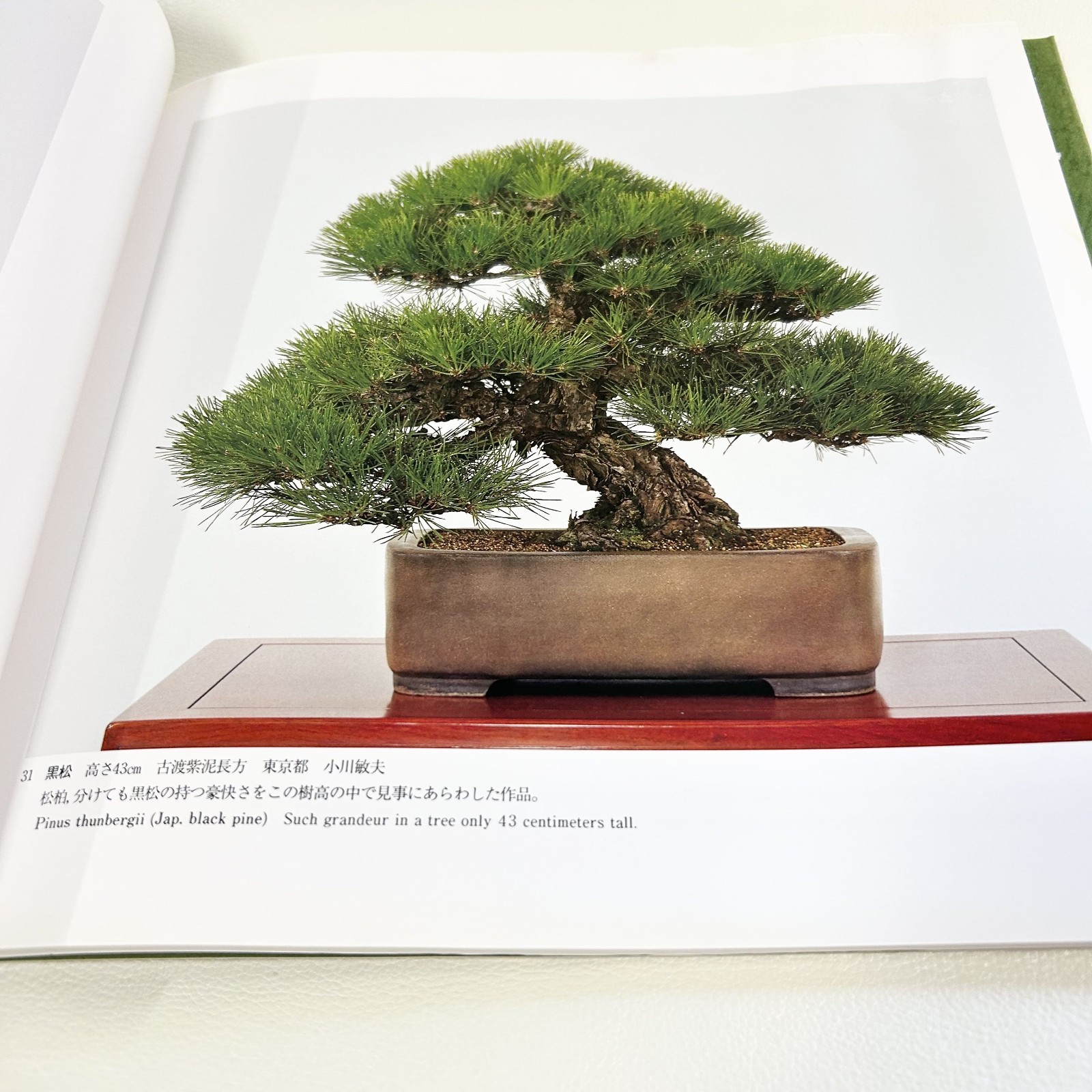 Nihon Bonsai Sakufu Ten 16th 1991 potted plant craftsmanship art Photo Book