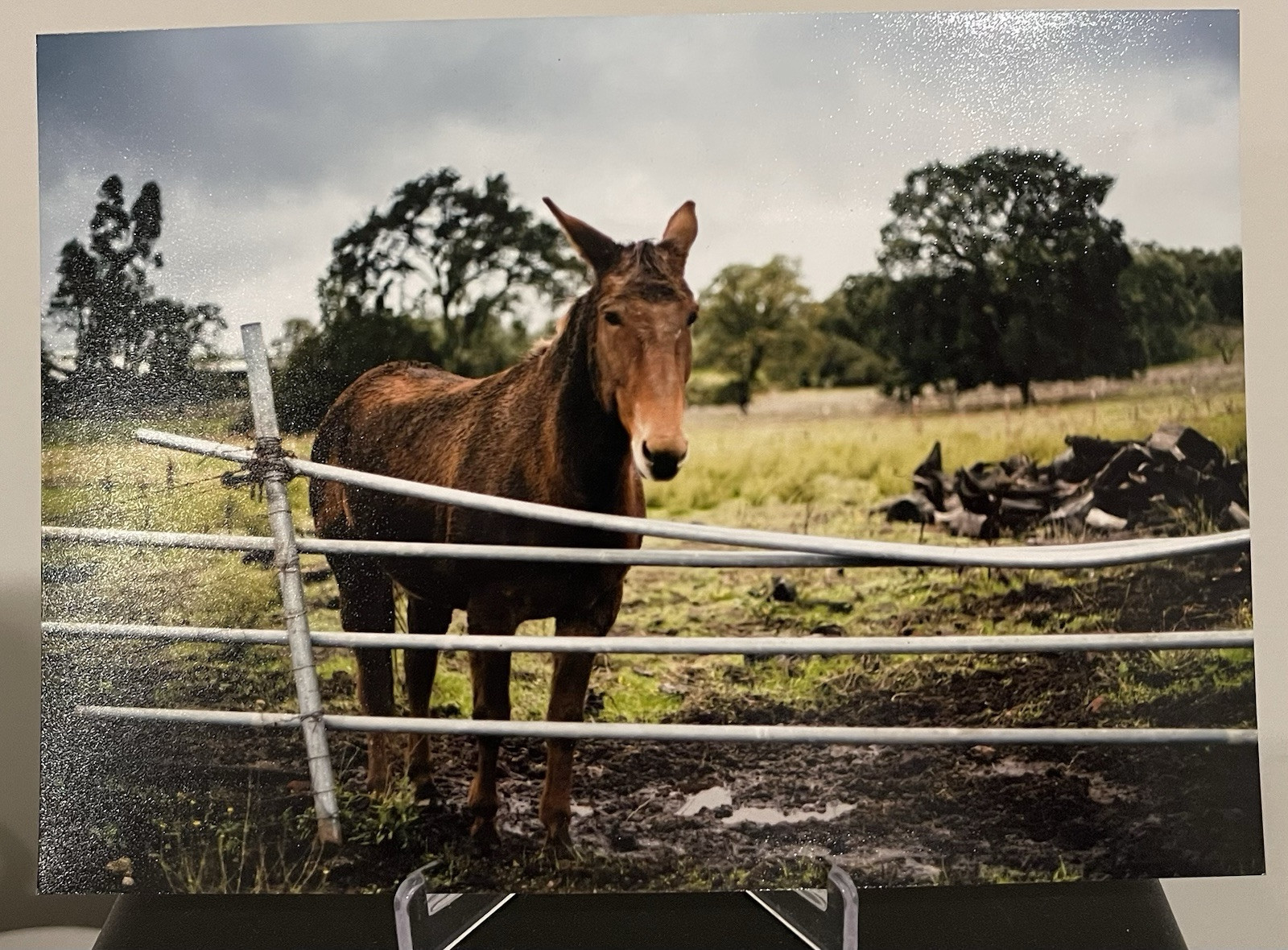 Farm Animals Horse 5X7 Original Photography Photo Domestic Animals Lara Solanki