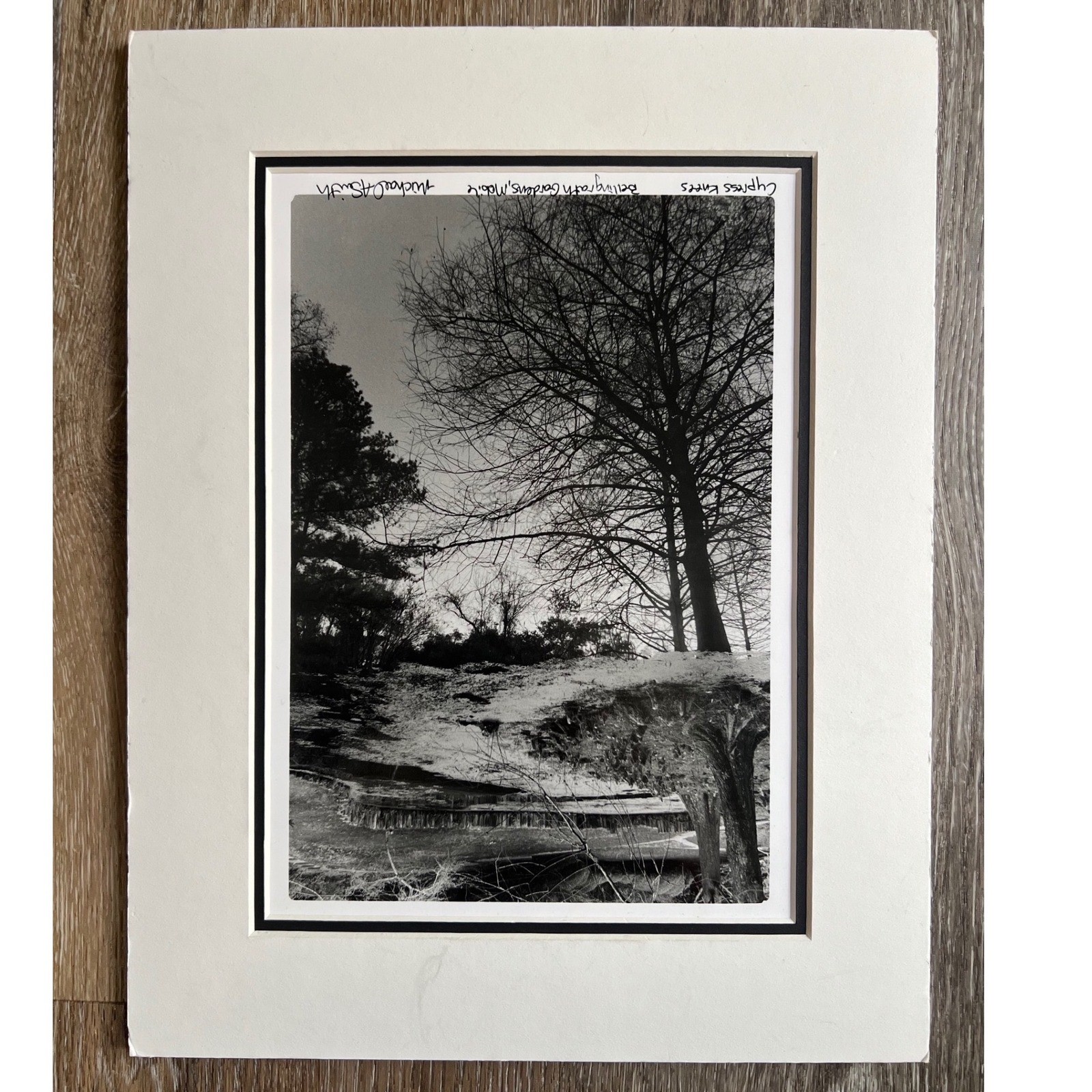Michael A Smith Photograph Art 11×14 B&W Signed Cypress Knees Bellingrath garden