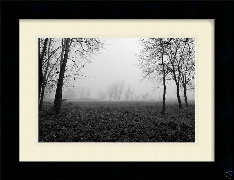 TREE-LINED FIELD ON A FOGGY MORNING 12×18 Photo Print