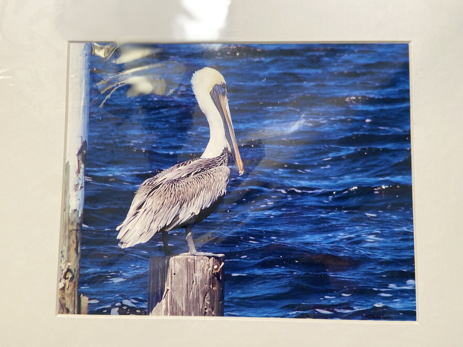 Brown Pelican Color Photograph Matted Art Print Florida 11 x 14″ Unframed