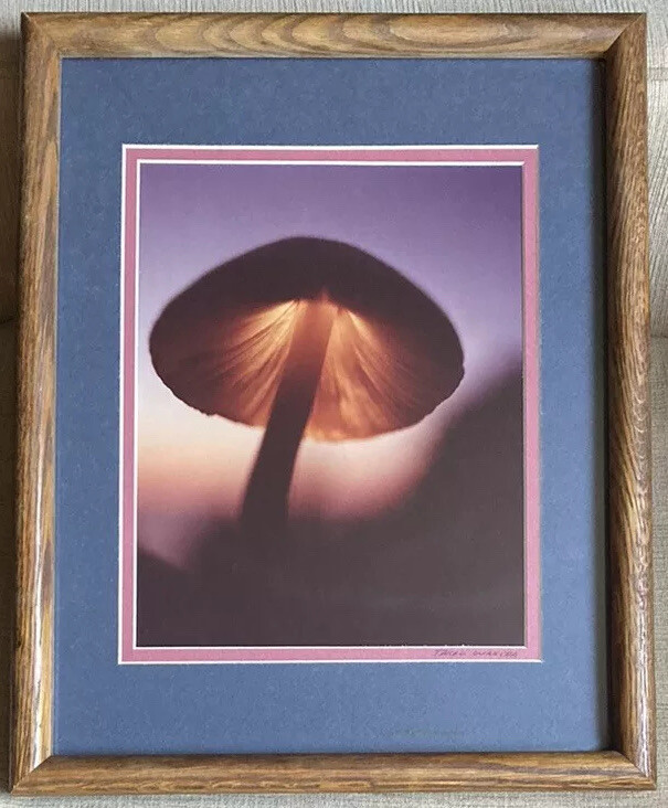 RARE Takao Wakida Photographer Mushroom Original Picture Signed & Framed Nice!!