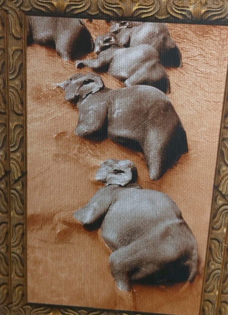 New Elephants Pigment Ink Photograph On Canvas 5″x7″ Gail Russell Photo Artist