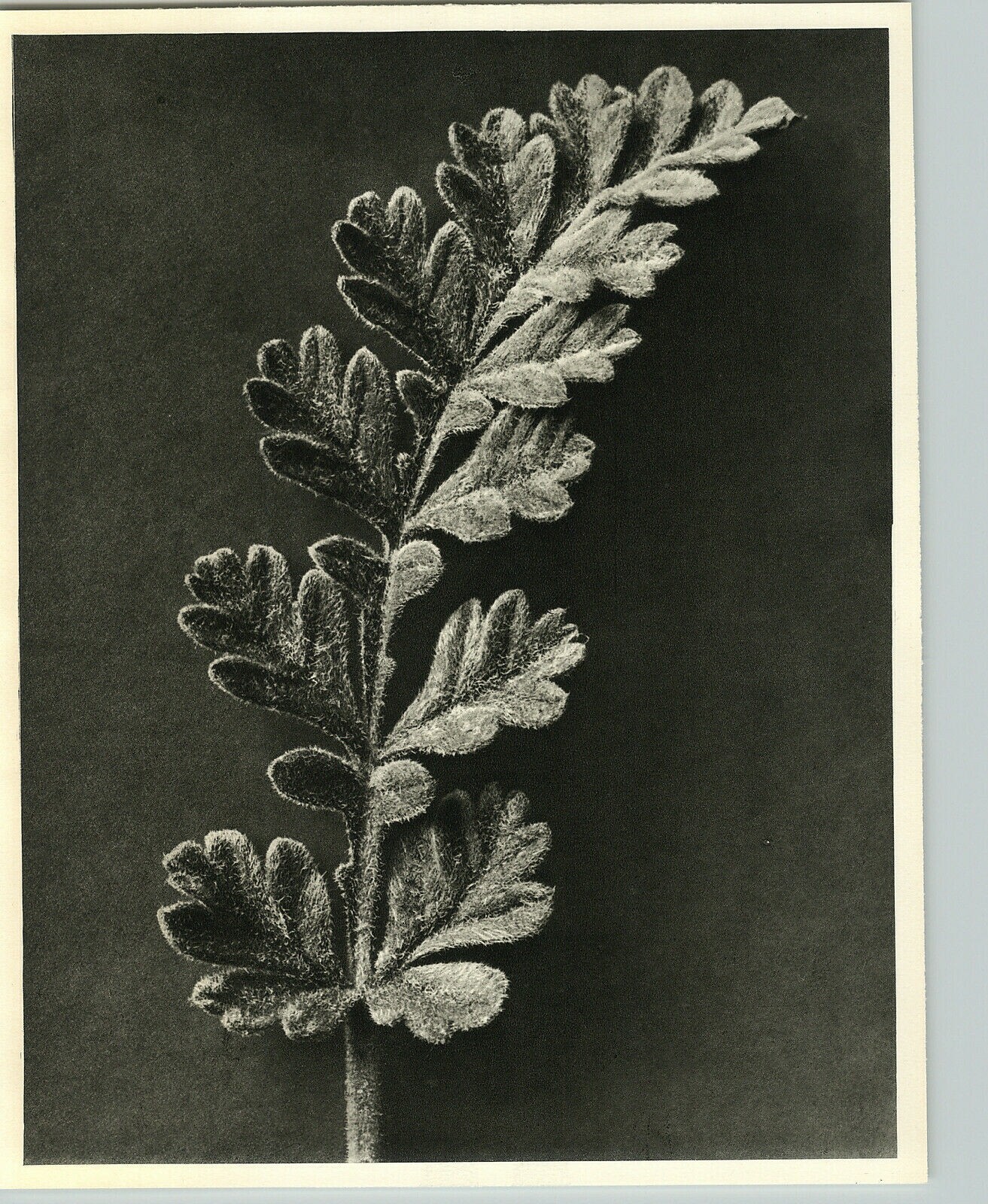 1942 Original BOTANICAL Erodium Chrysanthum Flower Photo Art KARL BLOSSFELDT