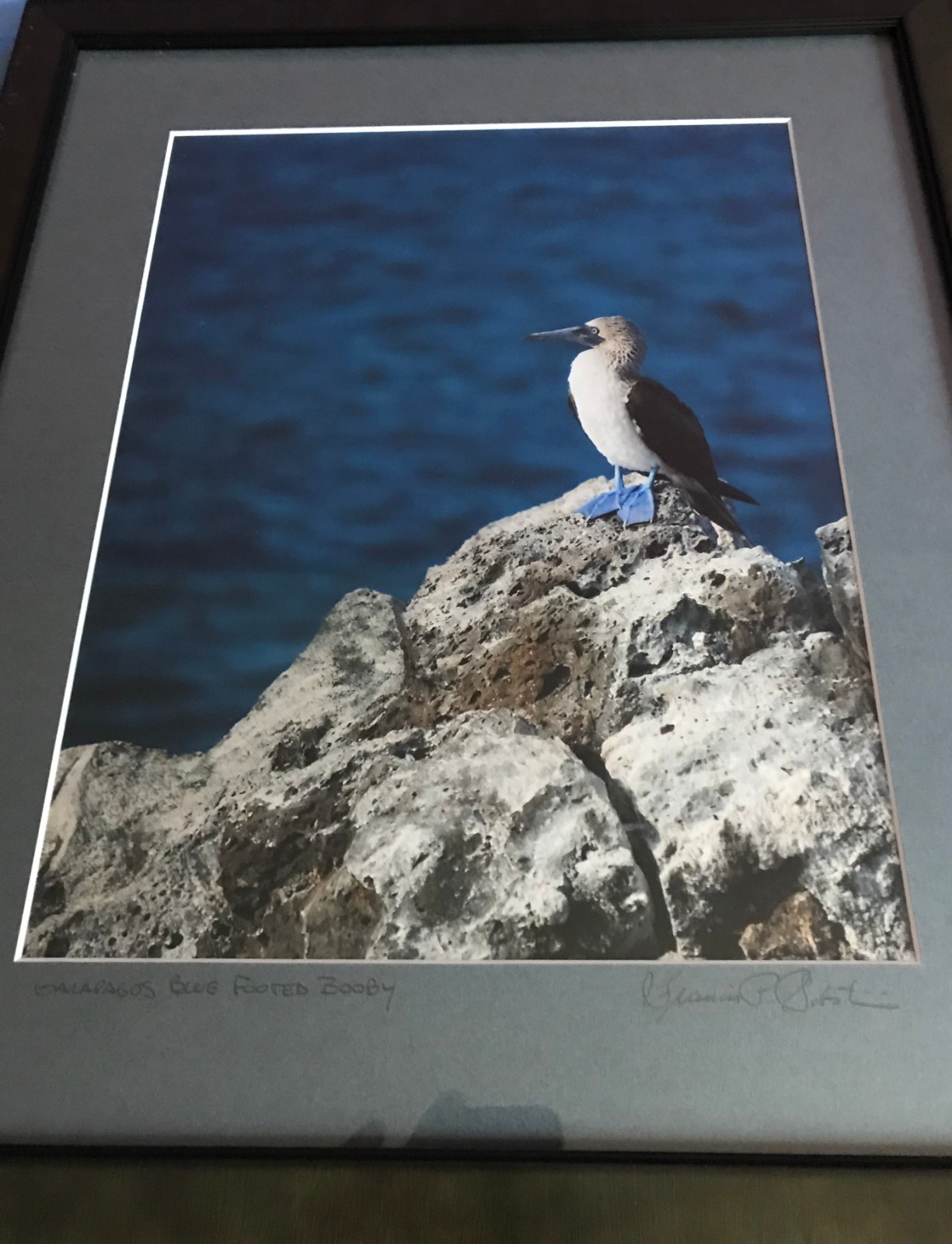 Professionally Framed & Matted: Galapagos Blue Footed Booby