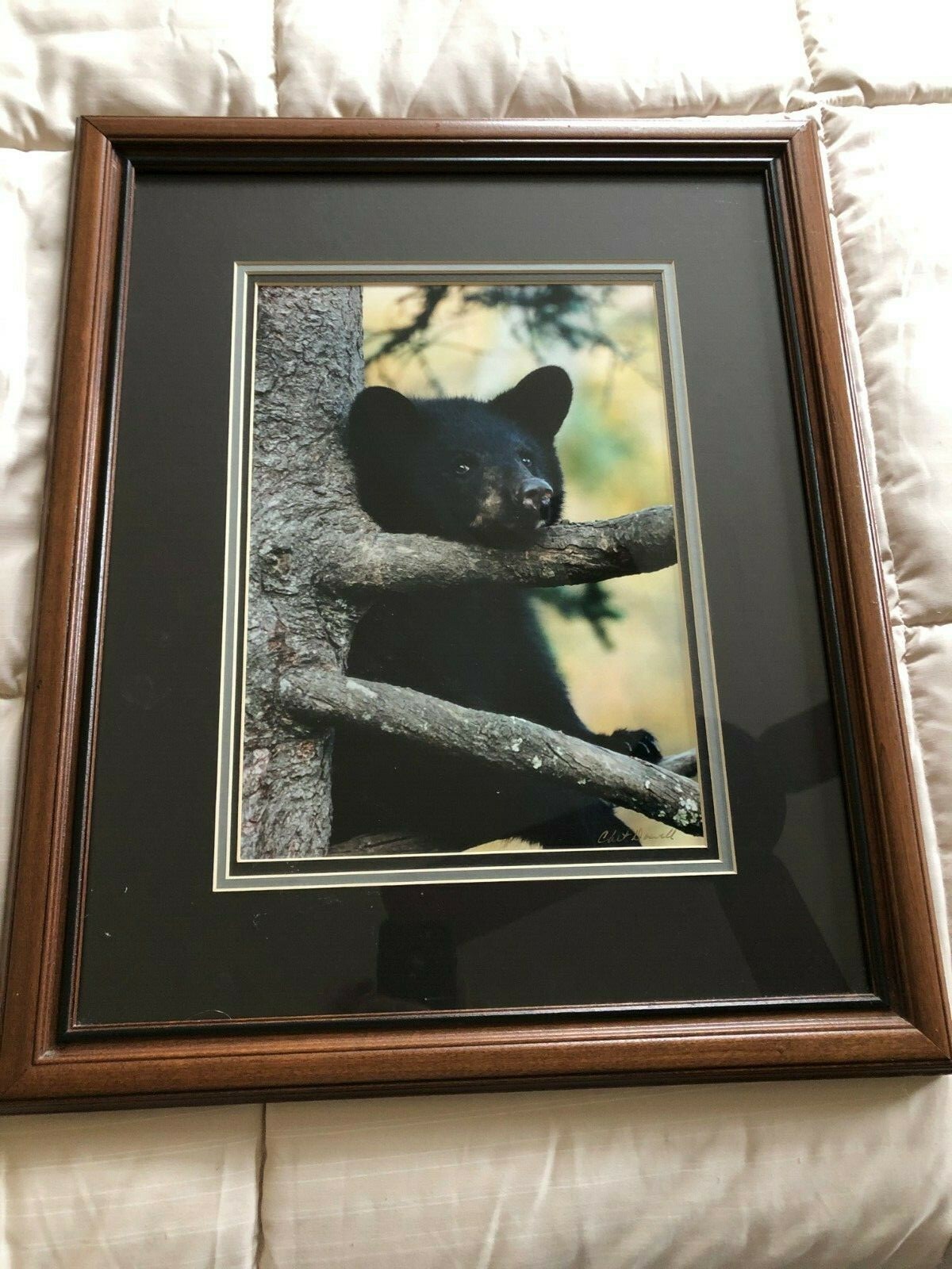 “BLACK BEAR CUB CHIN UP” OPEN EDITION FRAMED PHOTOGRAPH BY CHET DOWELL
