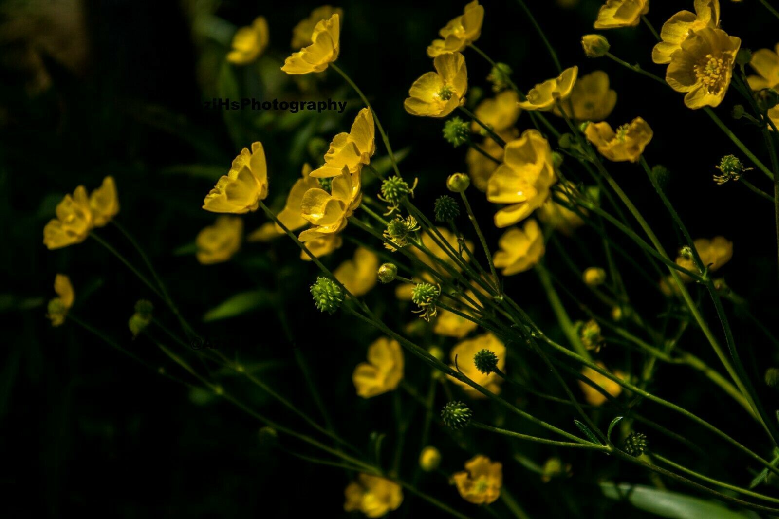 Print 11×14 Lustre Original Photo Photography Garden Flower Landscape Art Nature