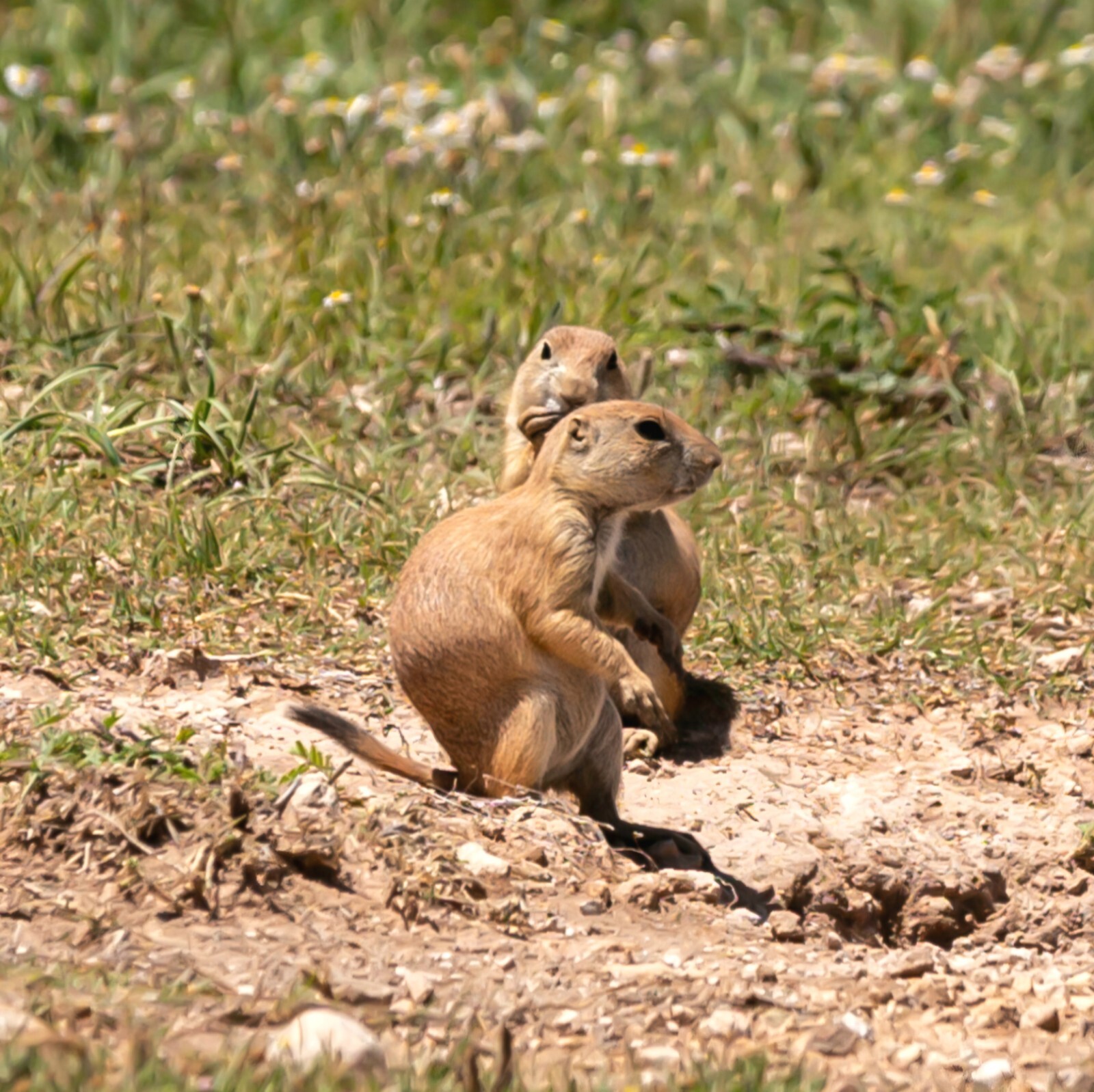 Original 8×8 Metal Print Photos – Set Of 3 Photo Prairie Dog Trio