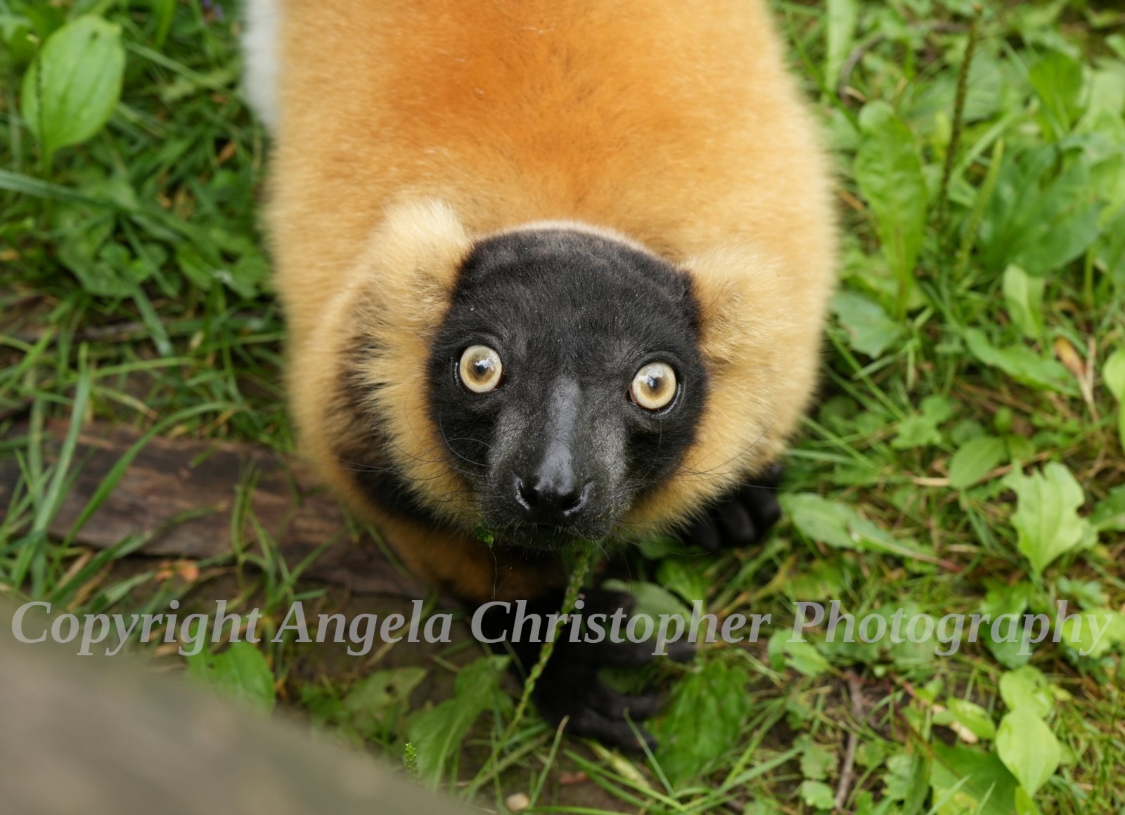 Original ACEO 2.5 x 3.5 in. photo fine art print RUFFED LEMUR tri-colored Animal