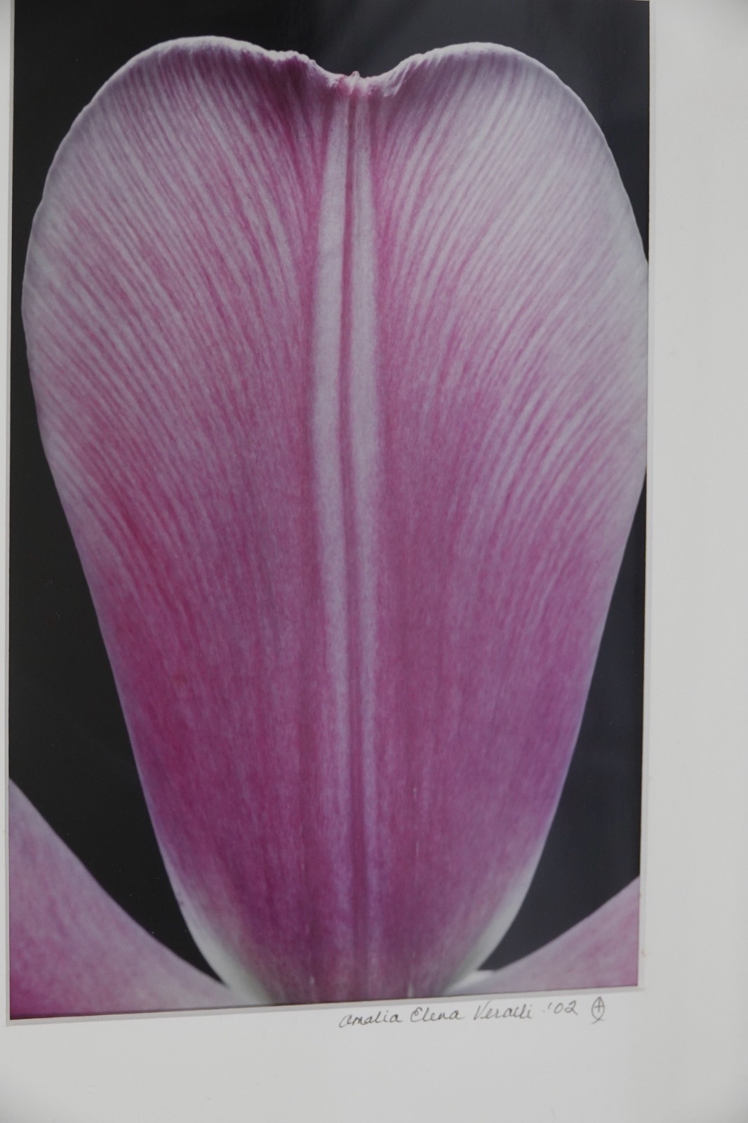 ARTIST PHOTOGRAPHER SIGNED AMALIA ELENA VERALLI PHOTO BOTANICAL TULIP PETAL 2002