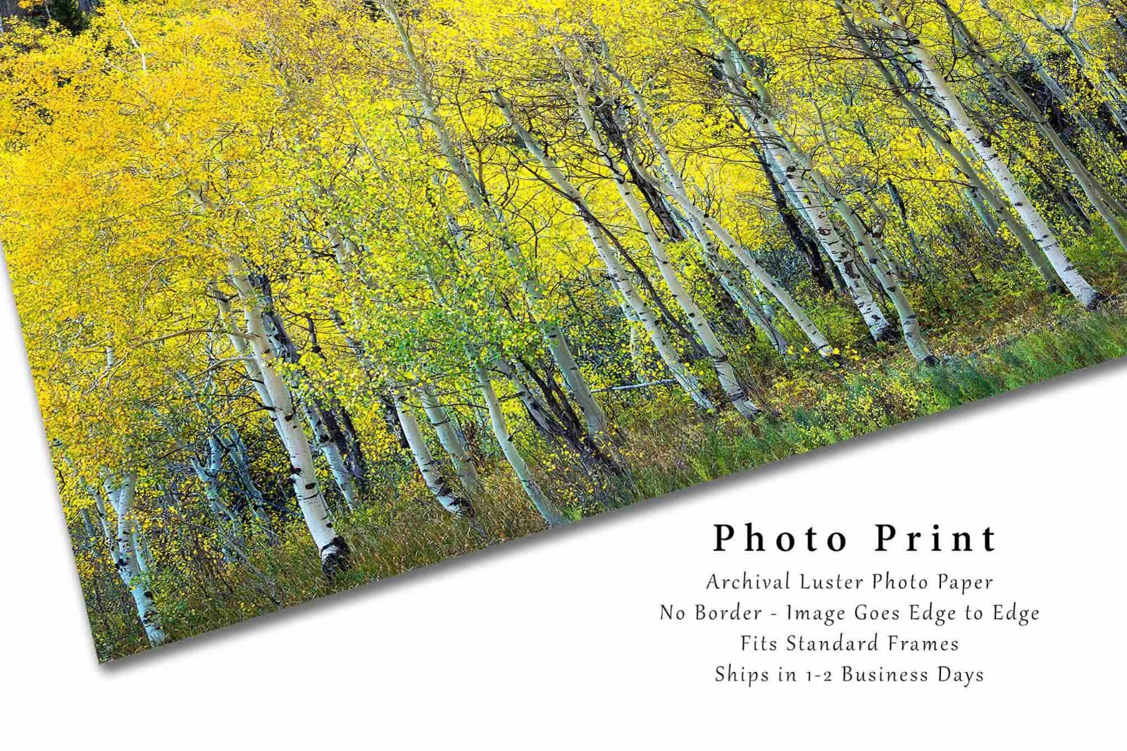 Aspen Tree Grove Autumn Rocky Mountains Colorado Nature Photography Print