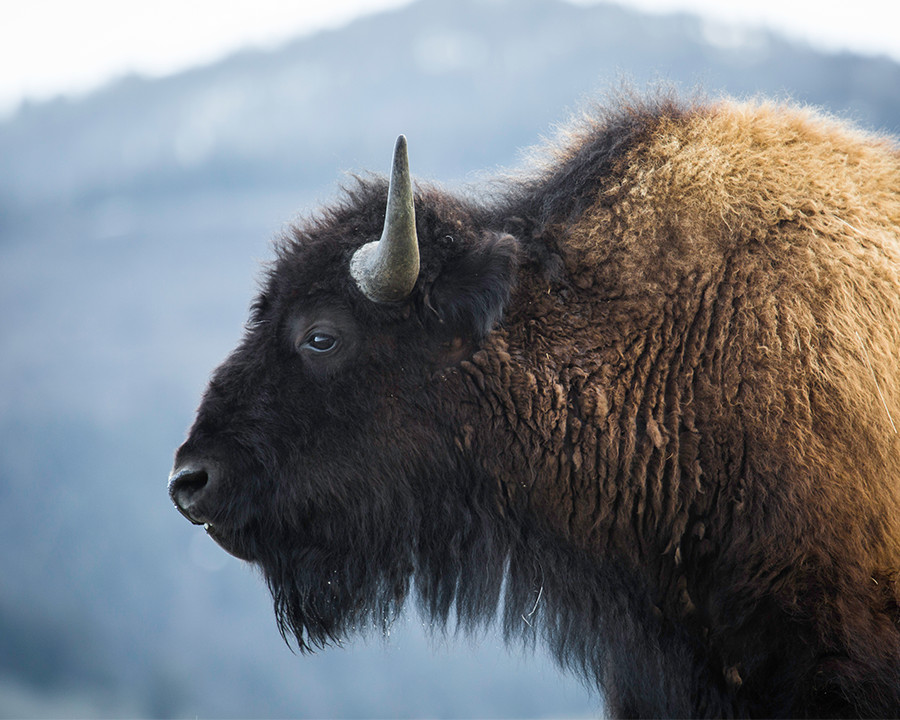 Bison, Lamar Valley 8×10 Photograph Print 8″x10″