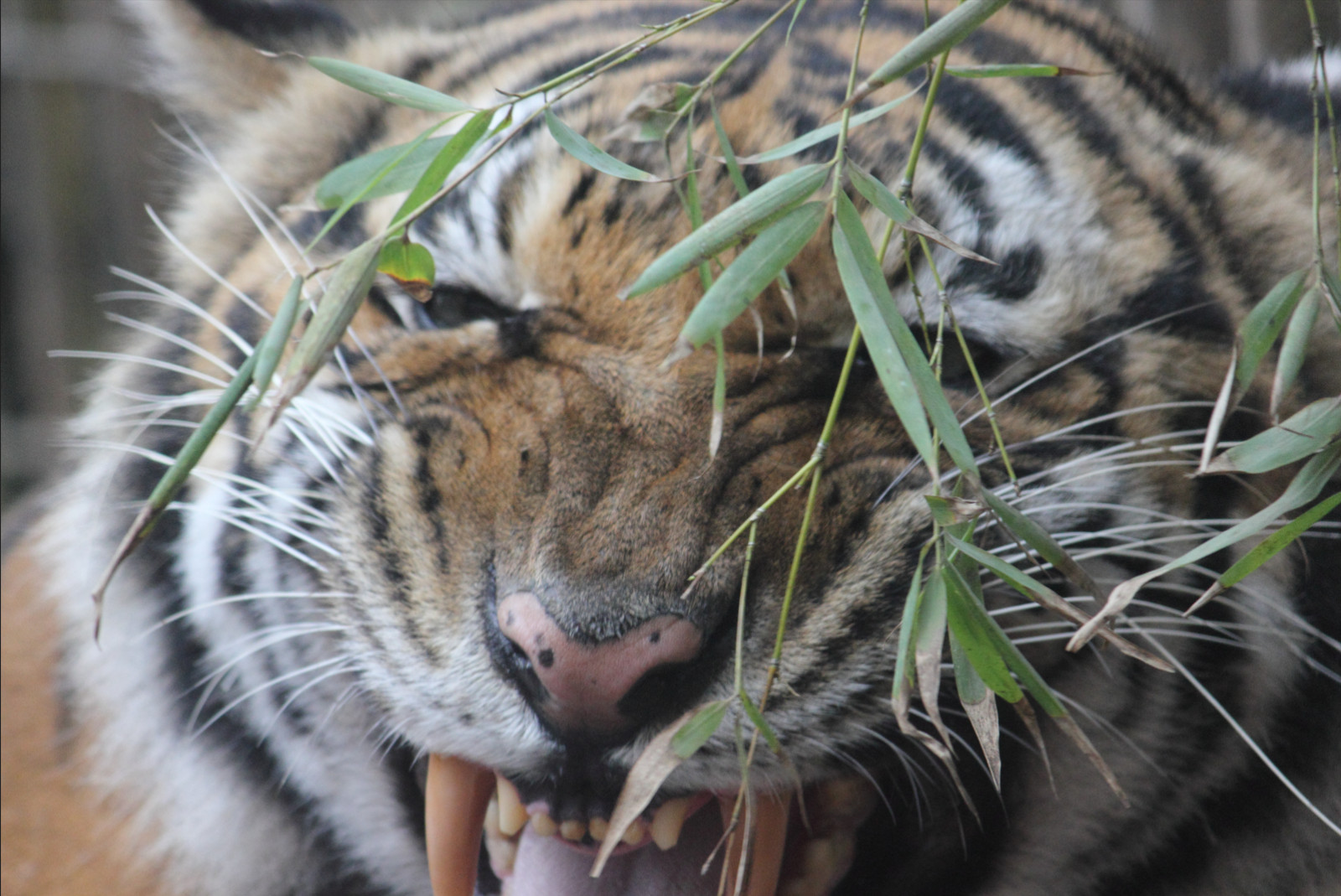 Bengal Tiger Background | Wildlife Portrait Photo | High‑Res – 000