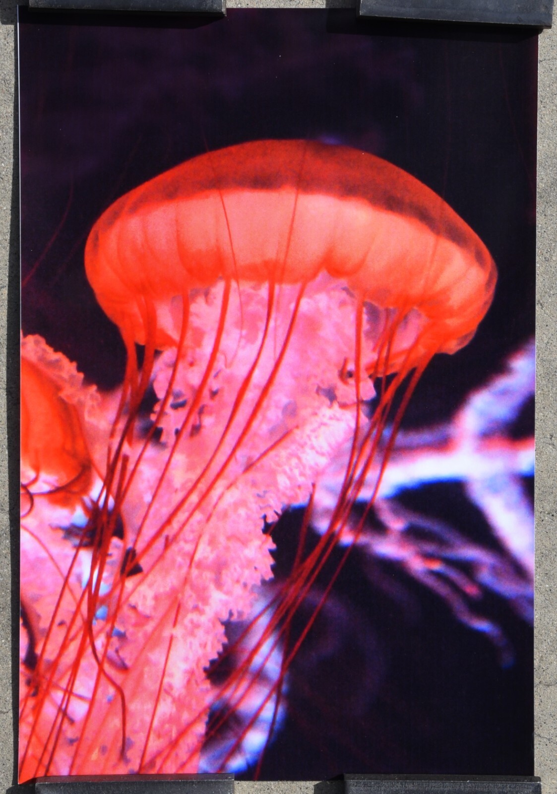 Jellyfish #15 Gary Glade Color Photo 8 x 12 Original Print 2015 Signed