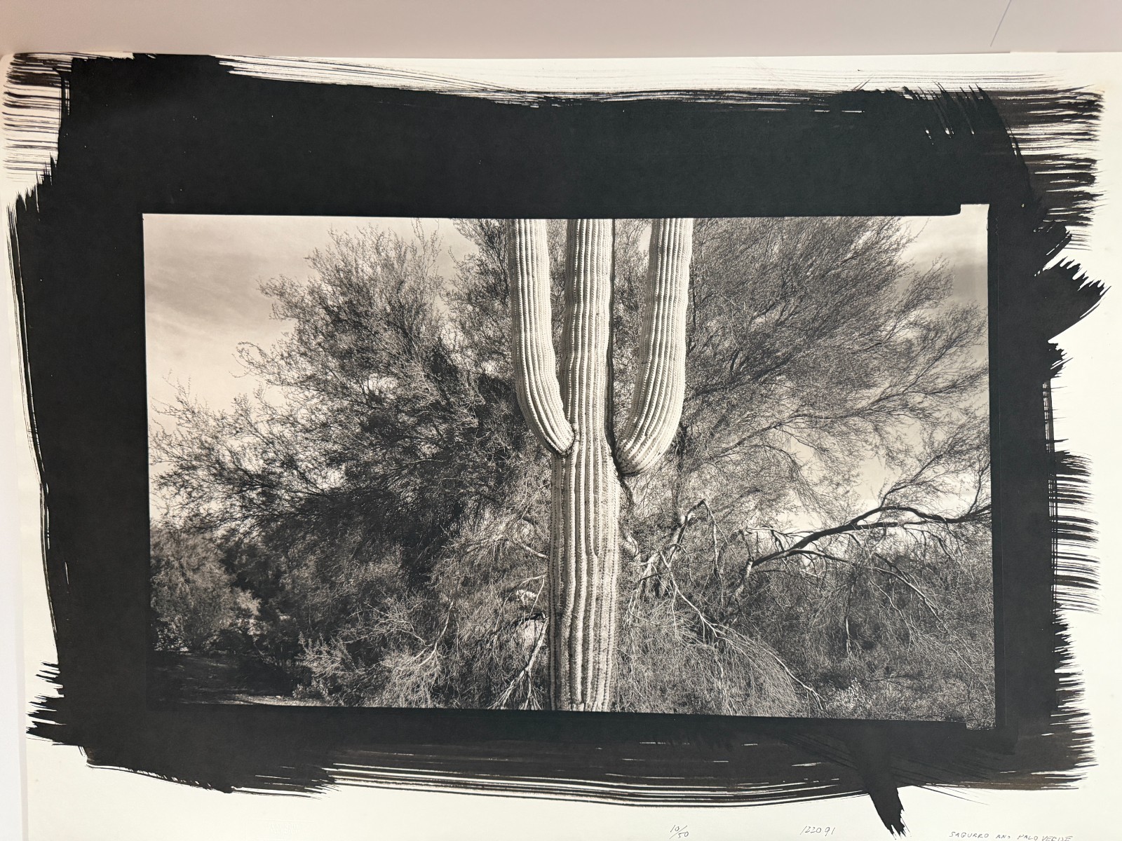 Dick Arentz, Saguaro Cactus and Palo Verde, 1984, Palladium / Platinum Print