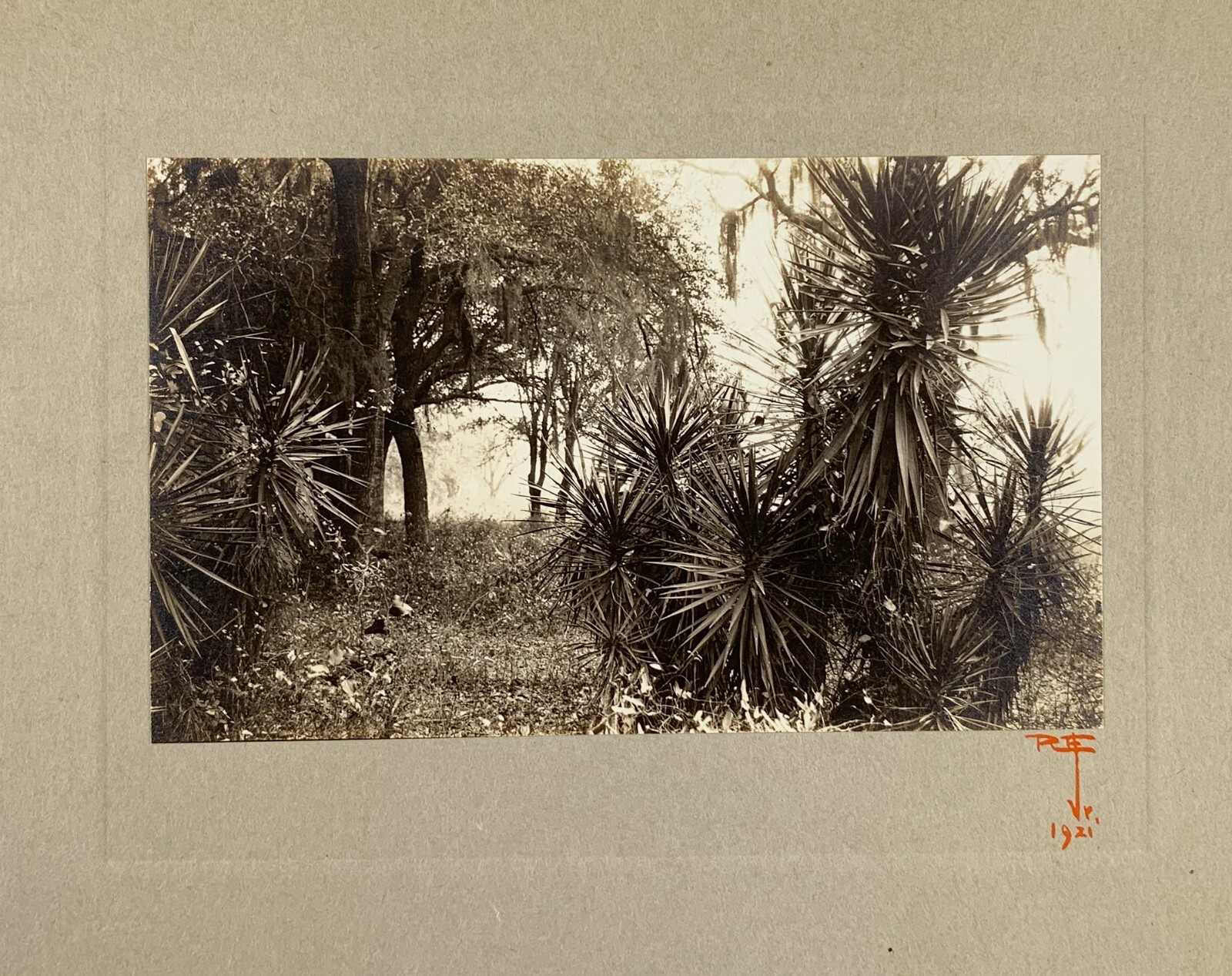 Signed Rudolf EICKEMEYER Southern Palms, 1921 Silver Print Photo