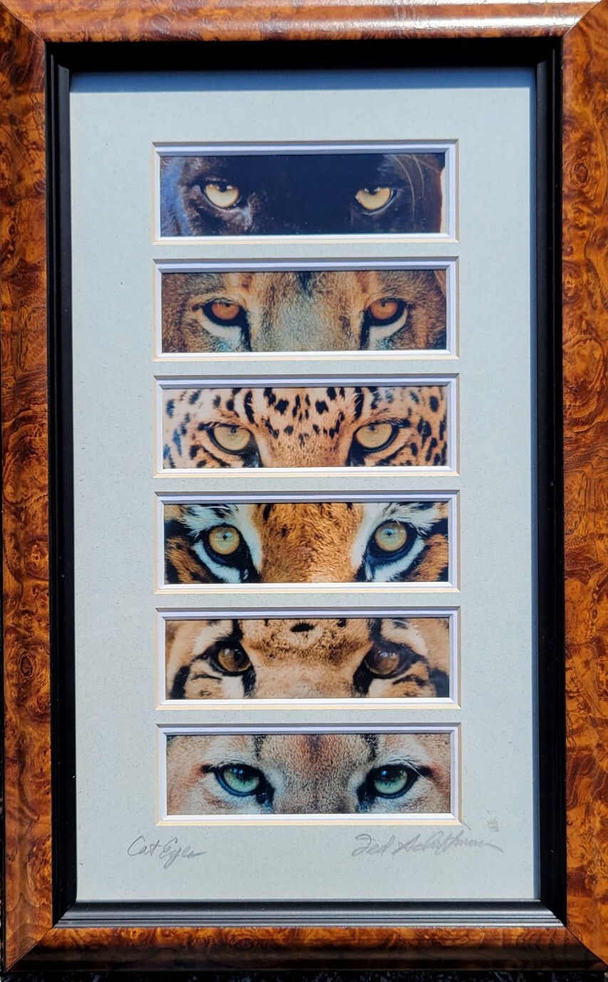 Cat Eyes Signed By Ted Schiffman Framed Matted Photo Collage of 6 Wild Cats COA